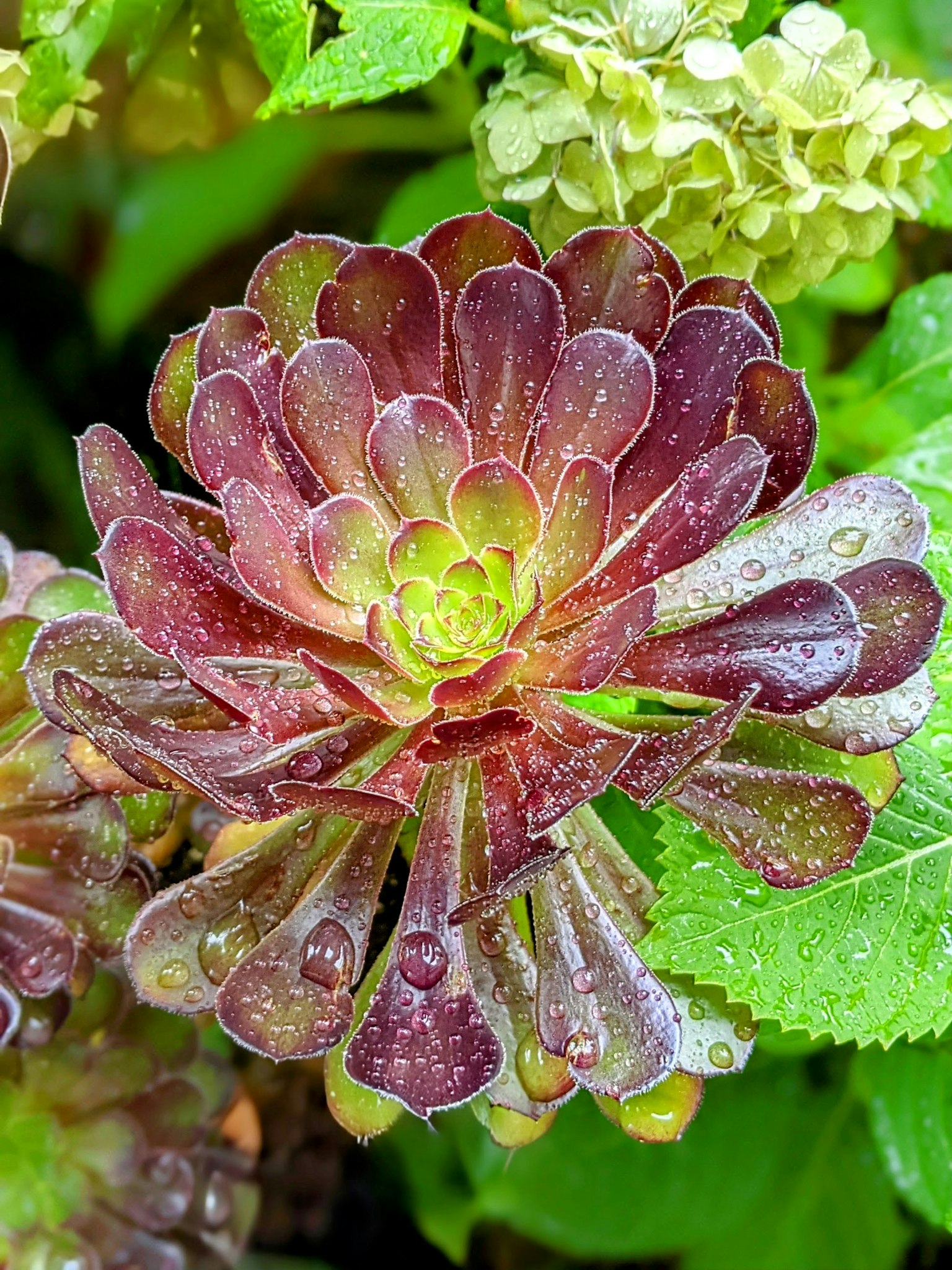 Succulent plant with flower-like shape green and purple leaves water droplets on petals