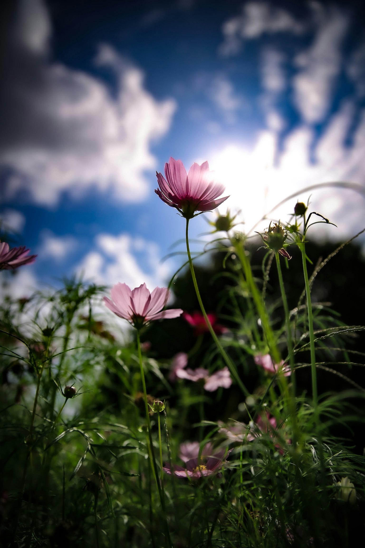 Primo piano di fiori rosa che sbocciano sotto un cielo blu