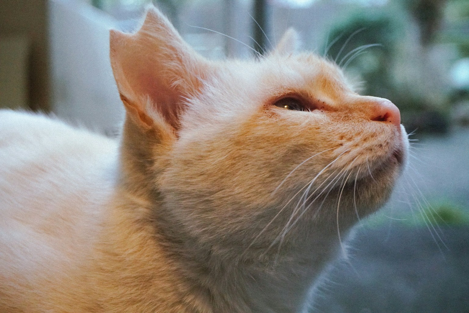 Un chat blanc avec des marques orange regardant vers le haut près d'une fenêtre
