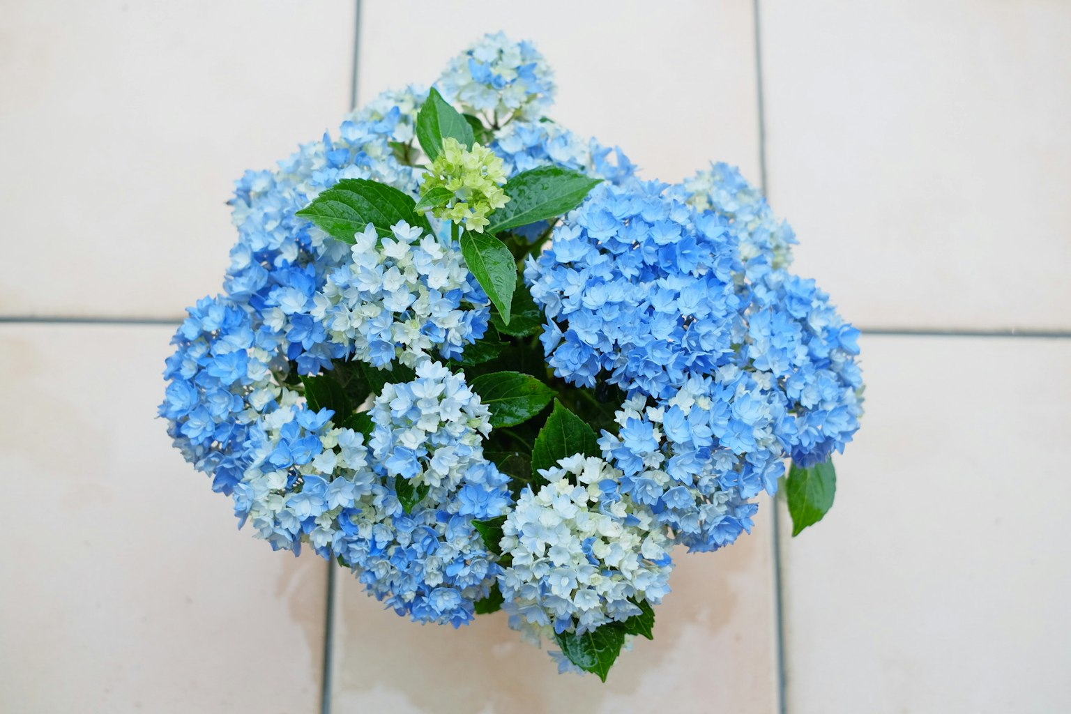 Un groupe de fleurs d'hortensia bleues dans un pot