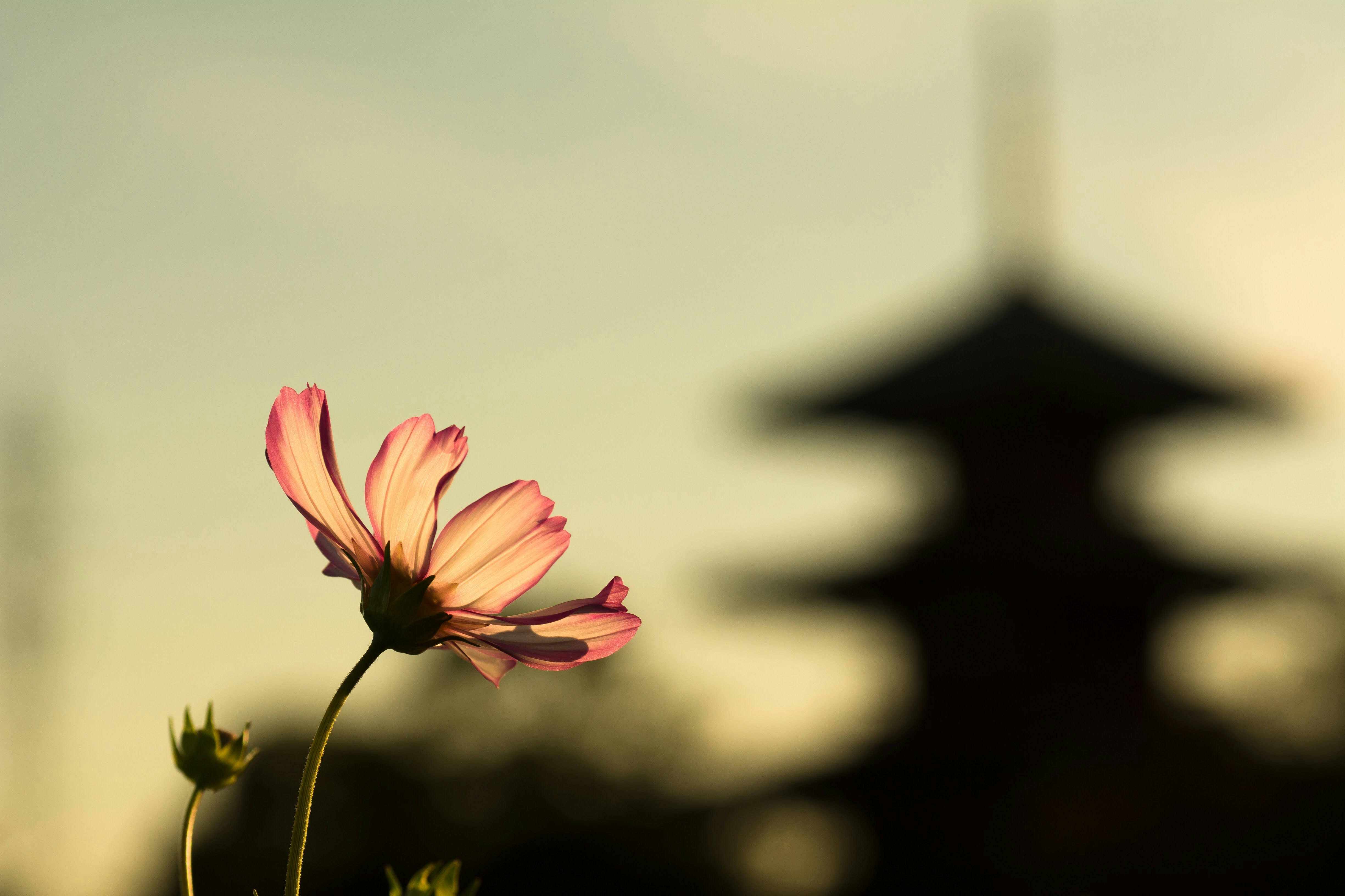 背景の黒い屋根と前景の花