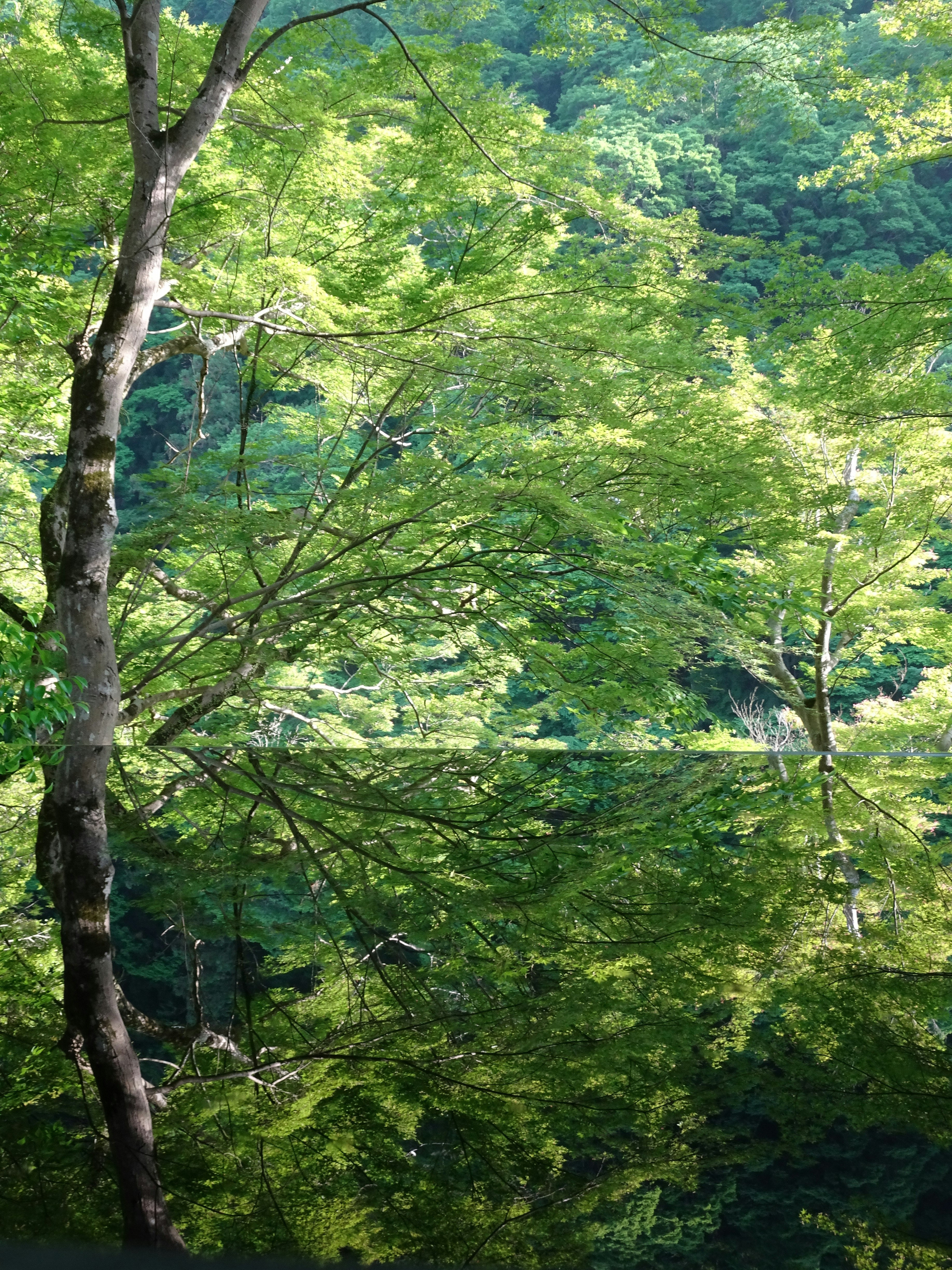 緑の木々が広がる森の風景