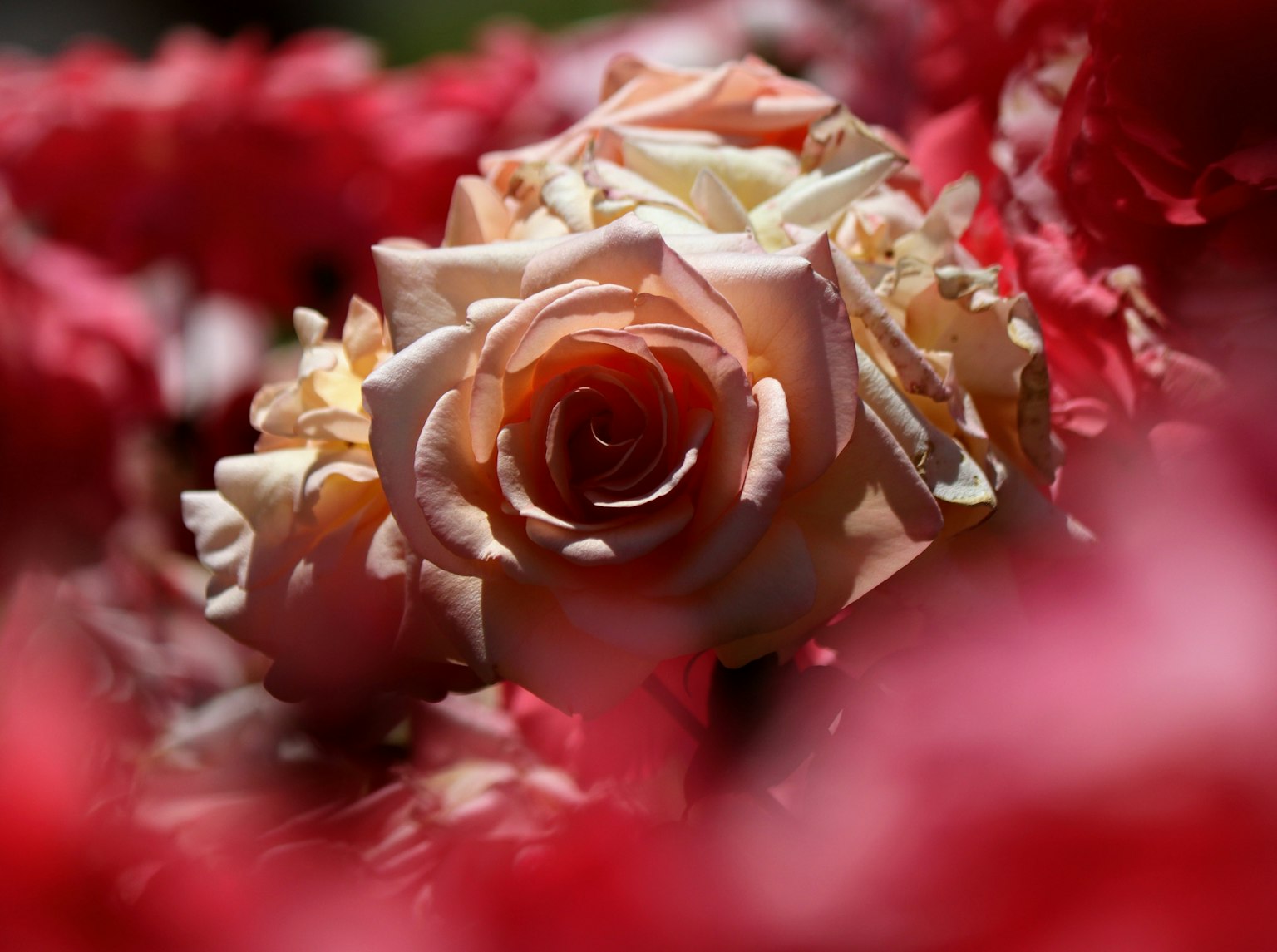 Una rosa rosa pallido spicca tra le rose rosse sullo sfondo