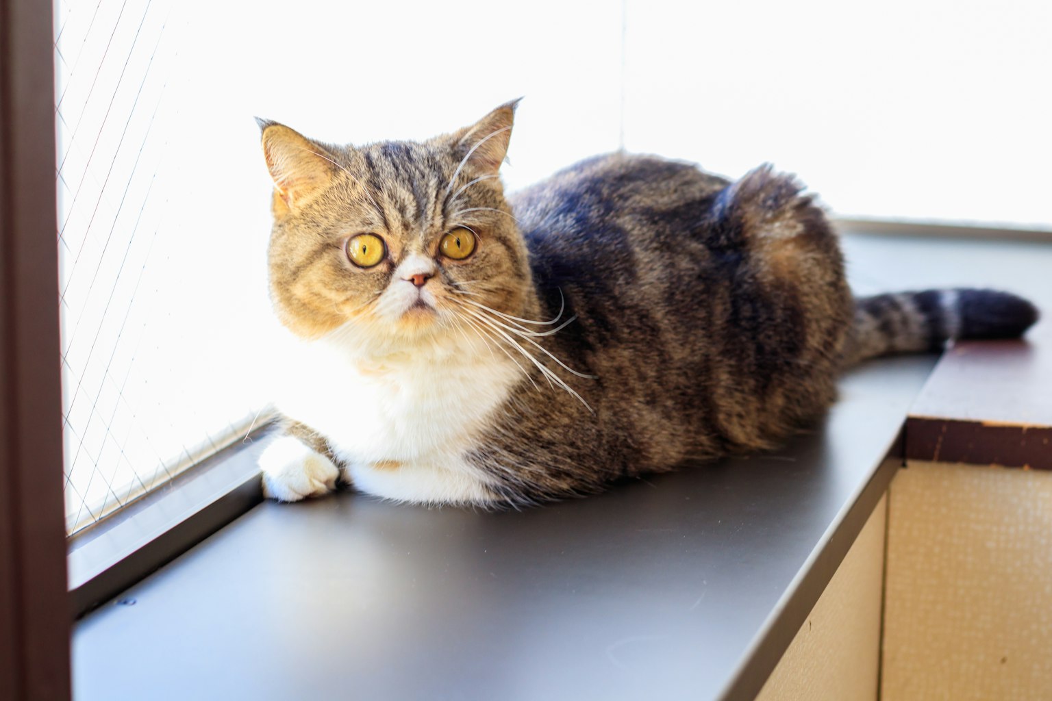 แมว Exotic Shorthair สีน้ำตาลและขาวนอนอยู่ข้างหน้าต่าง