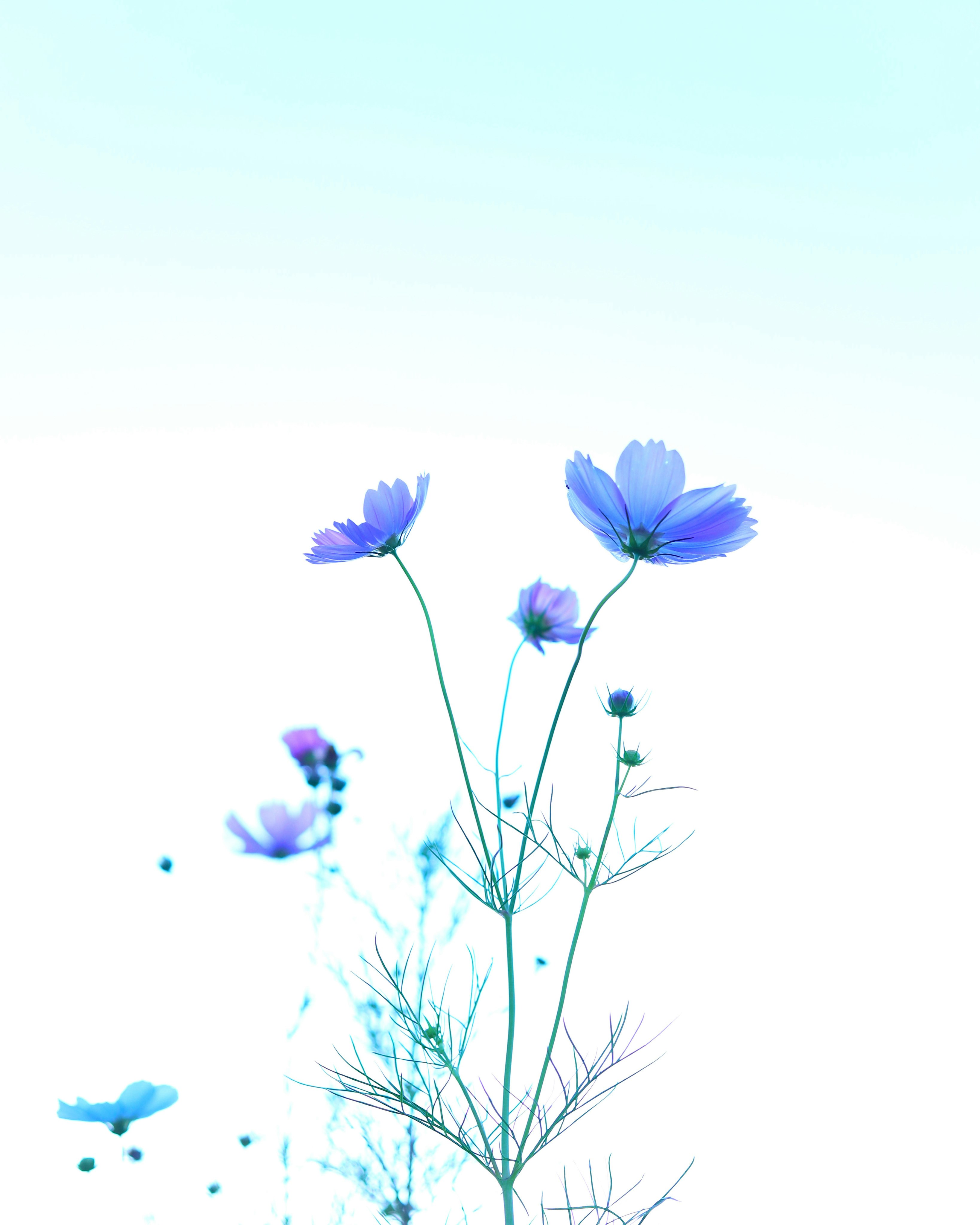 Primo piano di delicate fiori blu e sottili steli