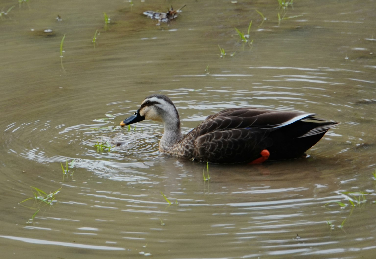 Pato buscando alimento en el agua con ondas