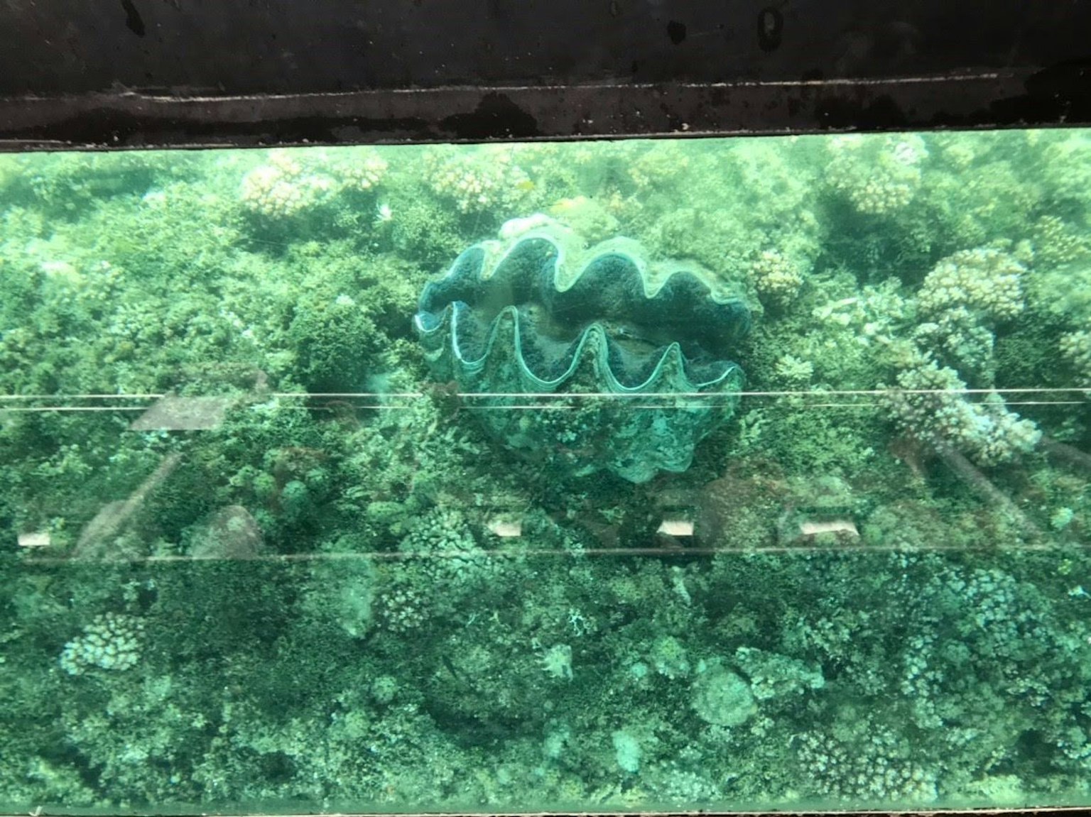 水下绿色珊瑚礁和大蛤蜊的视图
