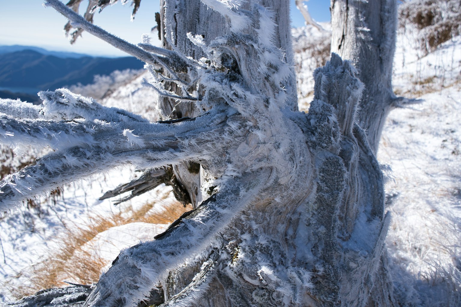 Rami di albero coperti di brina con un paesaggio innevato