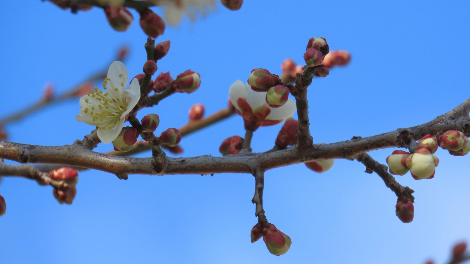 Rama de flores de ciruelo comenzando a florecer contra un cielo azul