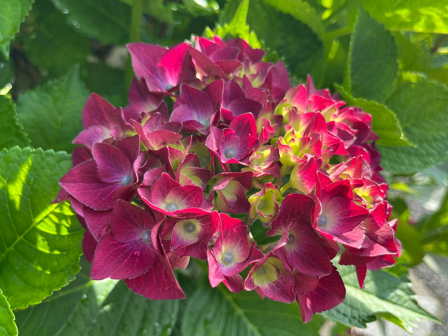 Flor de hortensia rojo-púrpura vibrante en flor