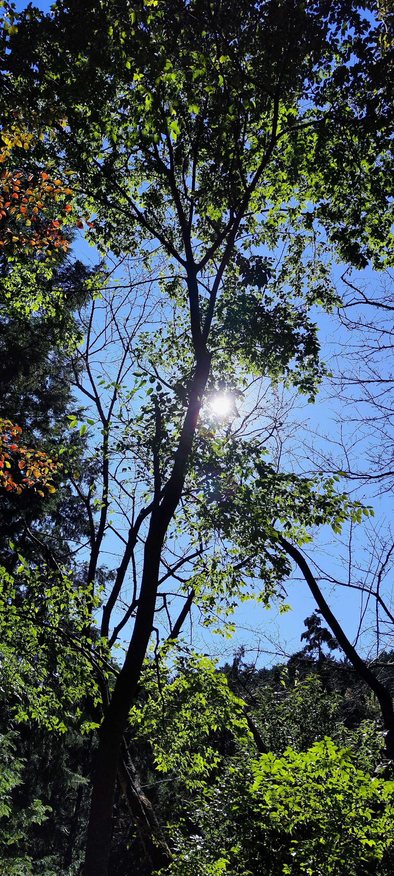 Silhouette von Bäumen mit Sonnenlicht, das unter einem blauen Himmel scheint