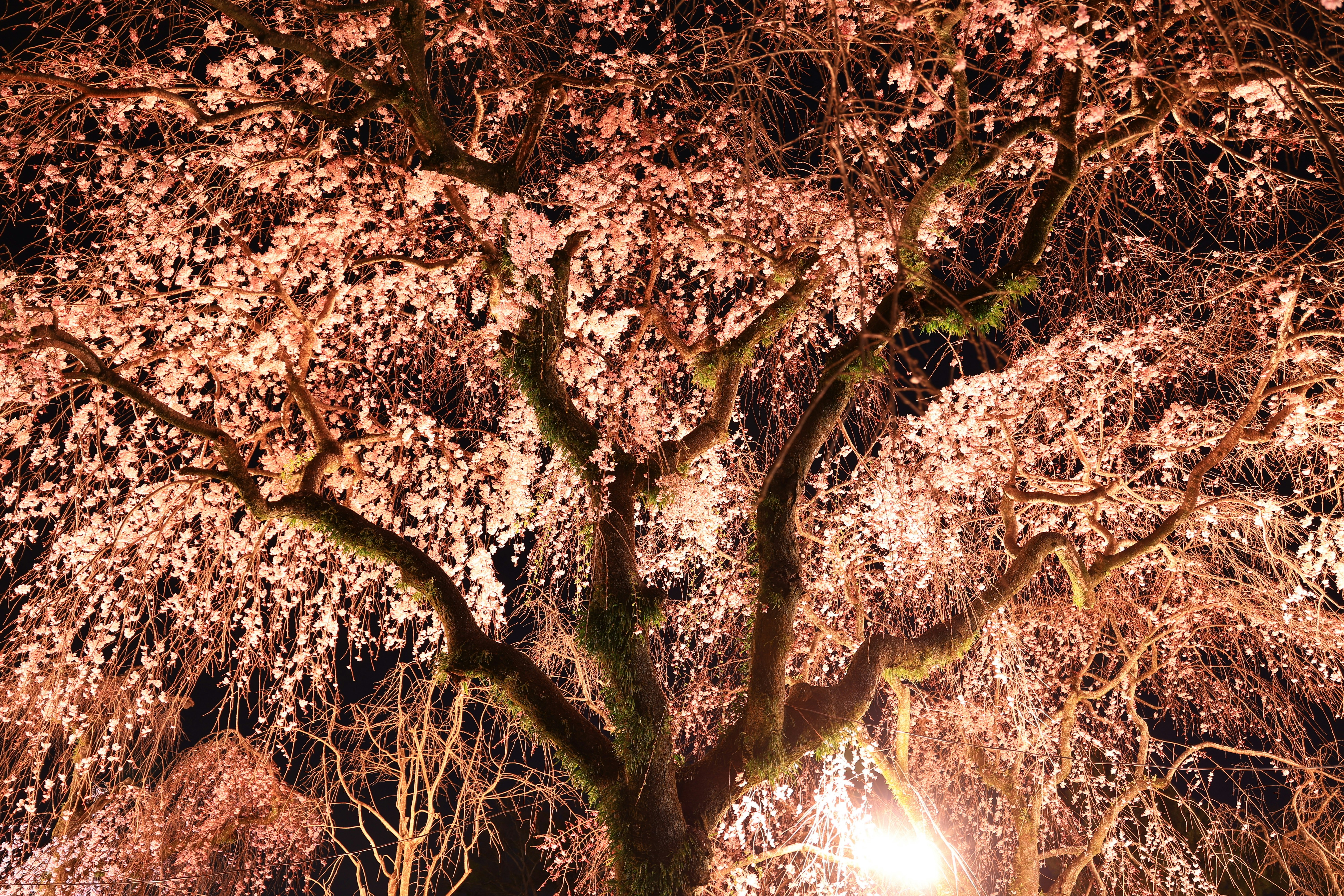 美麗的夜櫻花景和細緻的樹枝