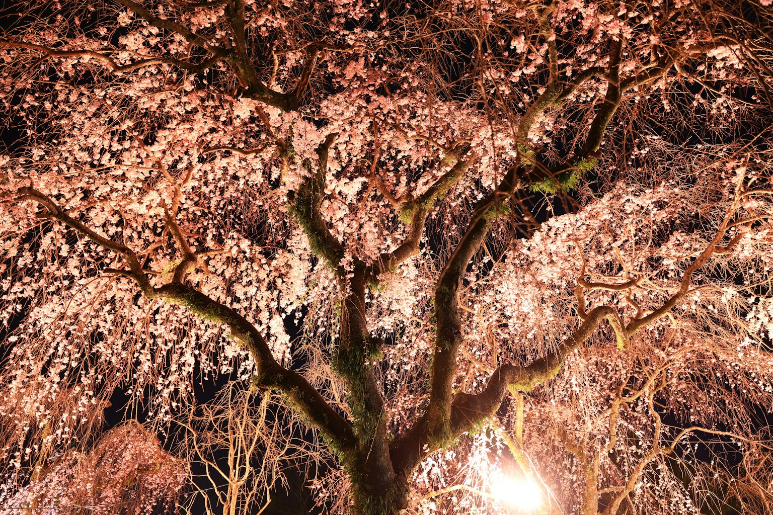 ทิวทัศน์ดอกซากุระกลางคืนที่สวยงามพร้อมกิ่งไม้ที่มีรายละเอียด