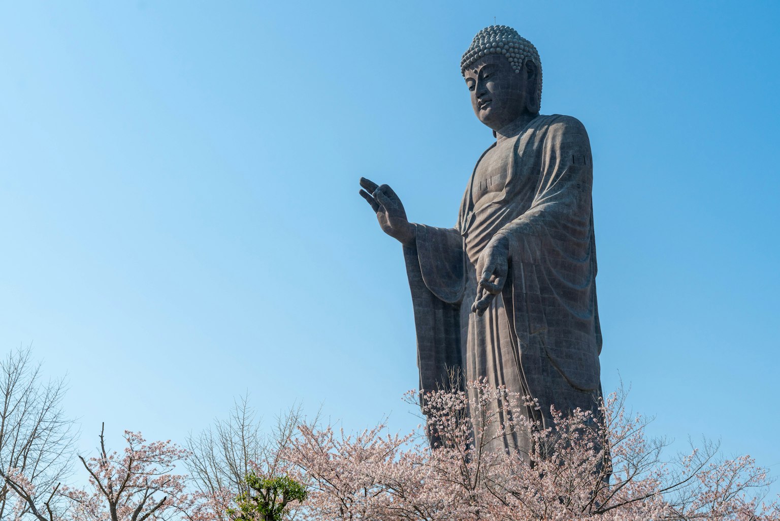 Riesen-Buddha-Statue umgeben von Kirschblüten