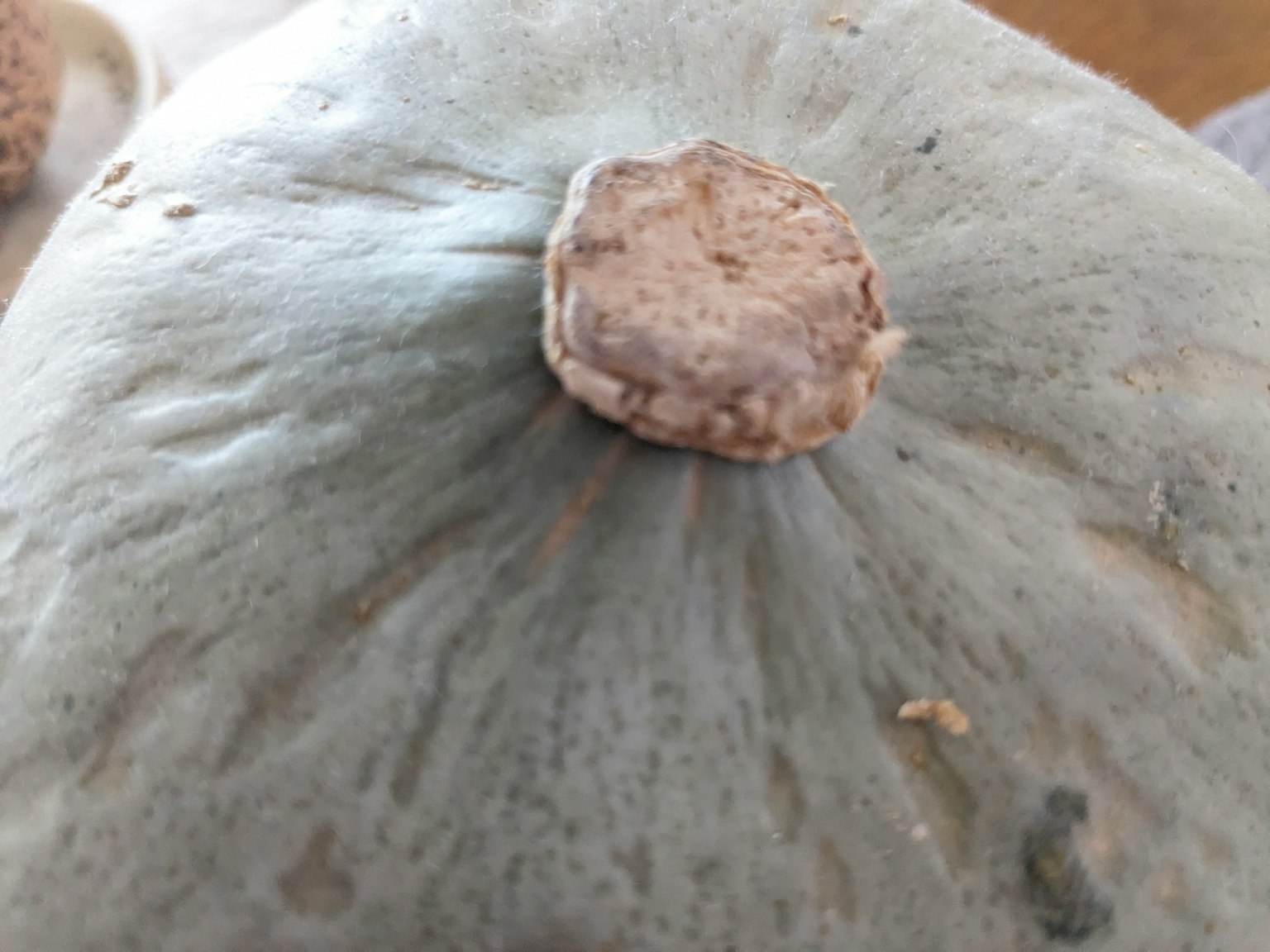 Primo piano della parte superiore di una zucca blu