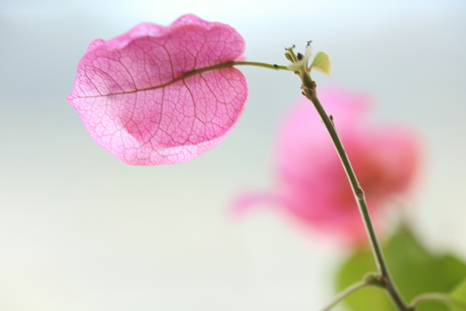 Close-up of a beautiful pink bougainvillea flower and leaf