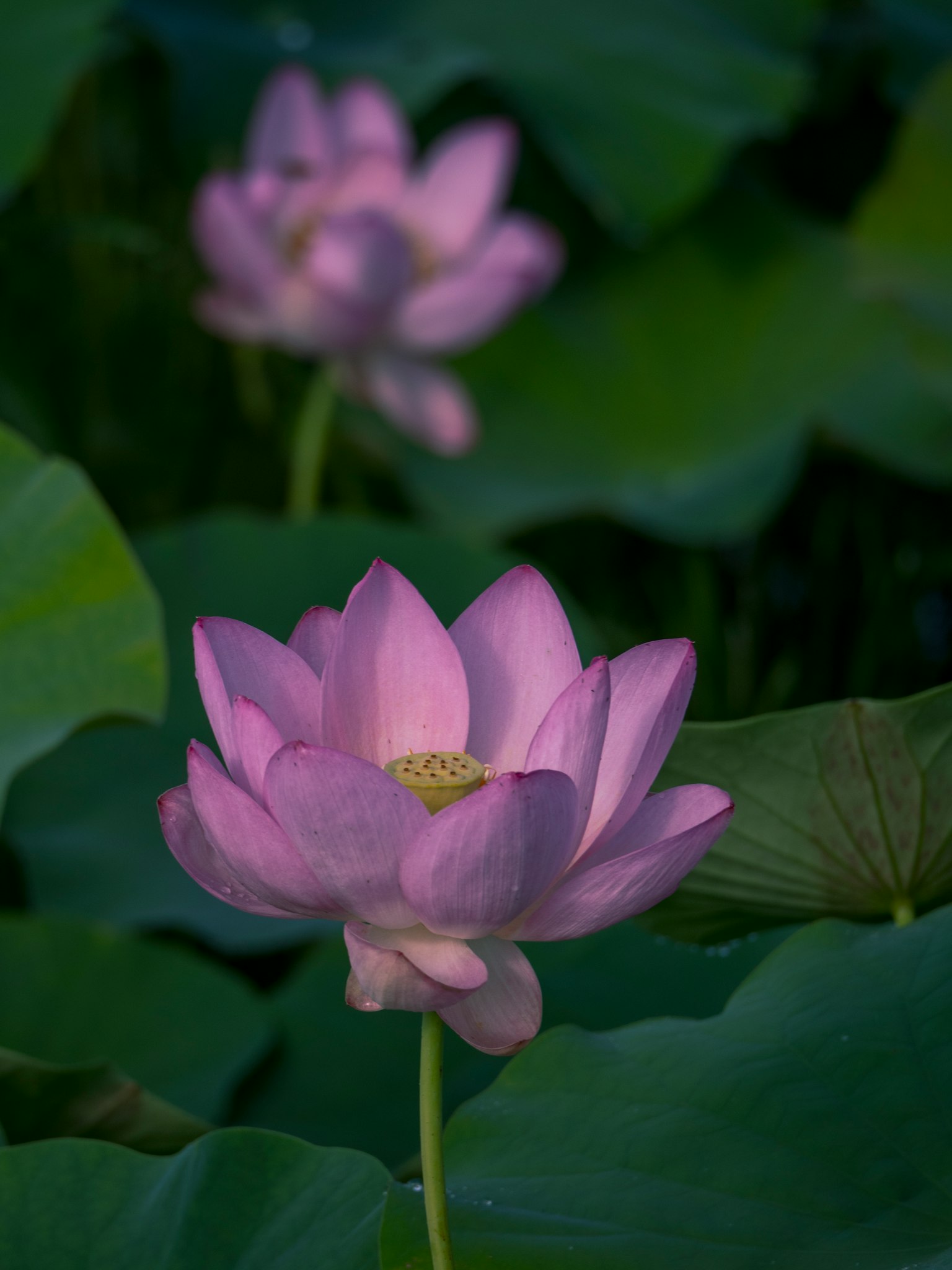 Bellissimi fiori di loto che sbocciano tra foglie verdi