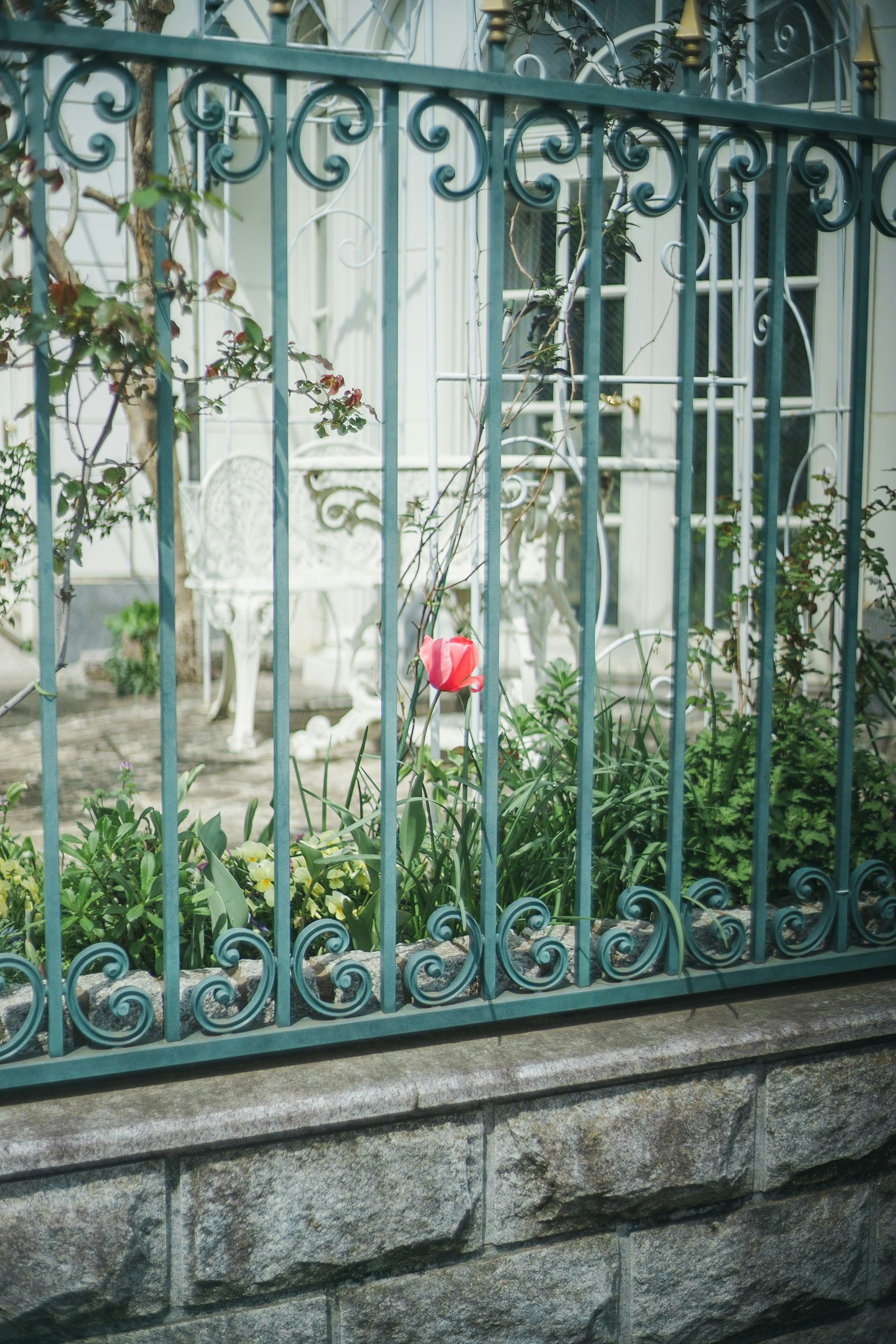 fiori di tulipani rossi dietro una recinzione in ferro