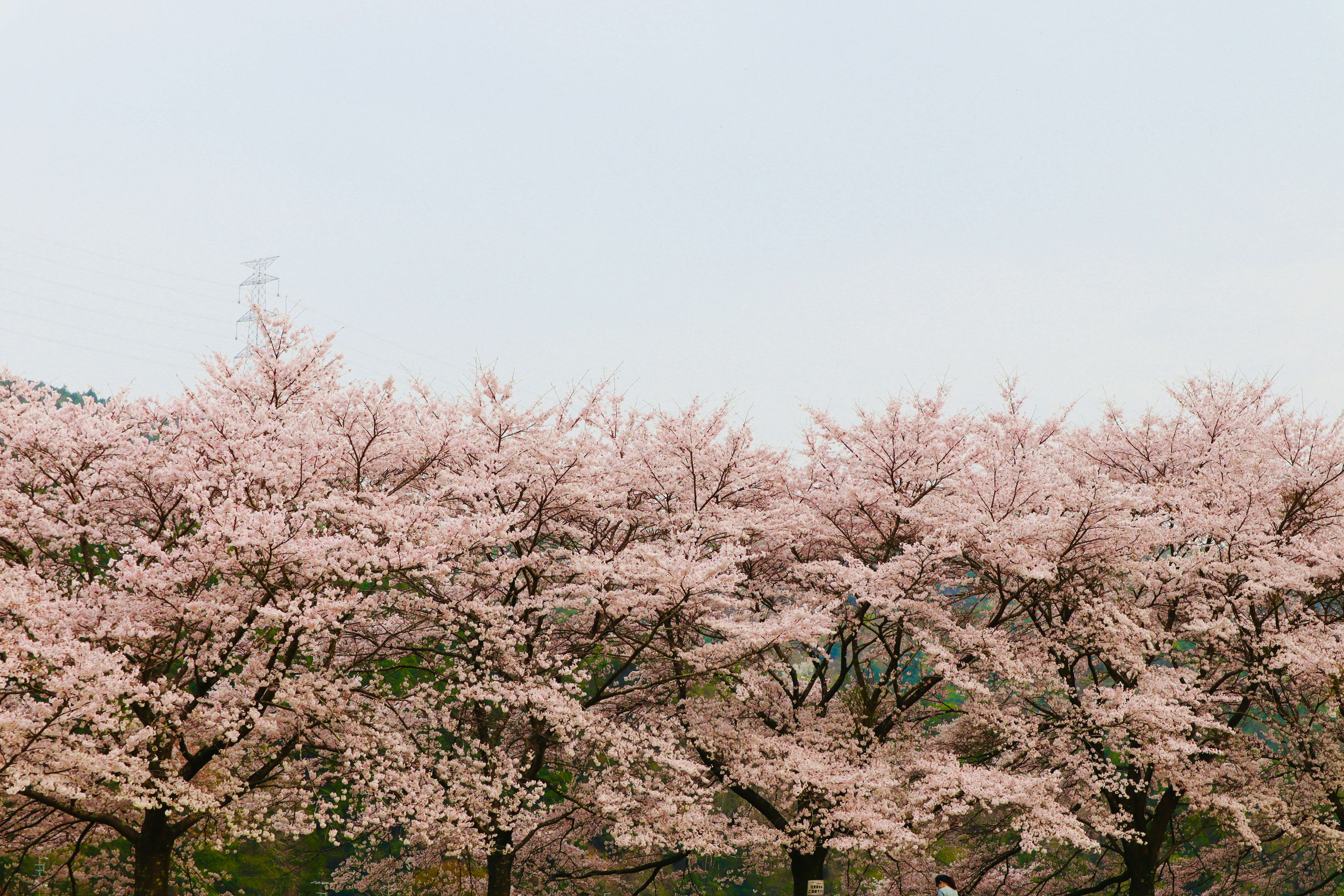 Eine Frühlingslandschaft mit blühenden Kirschbäumen