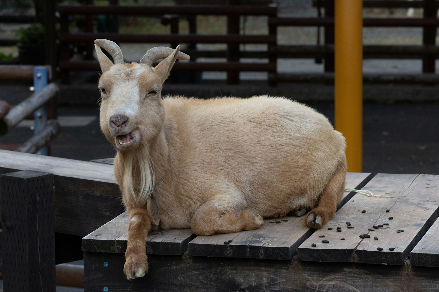 躺在木平台上的棕色山羊
