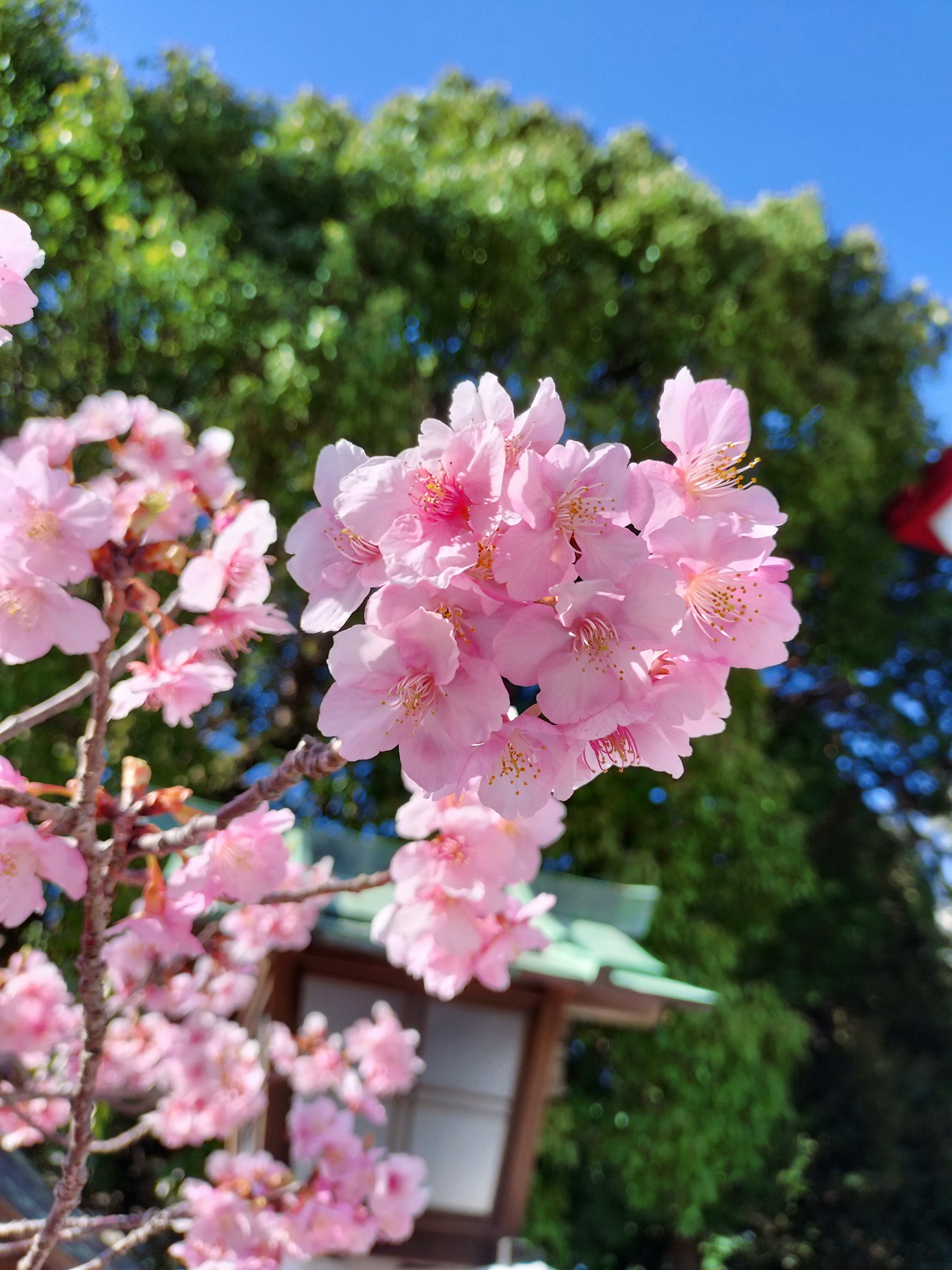Hermosa vista de flores de cerezo en flor