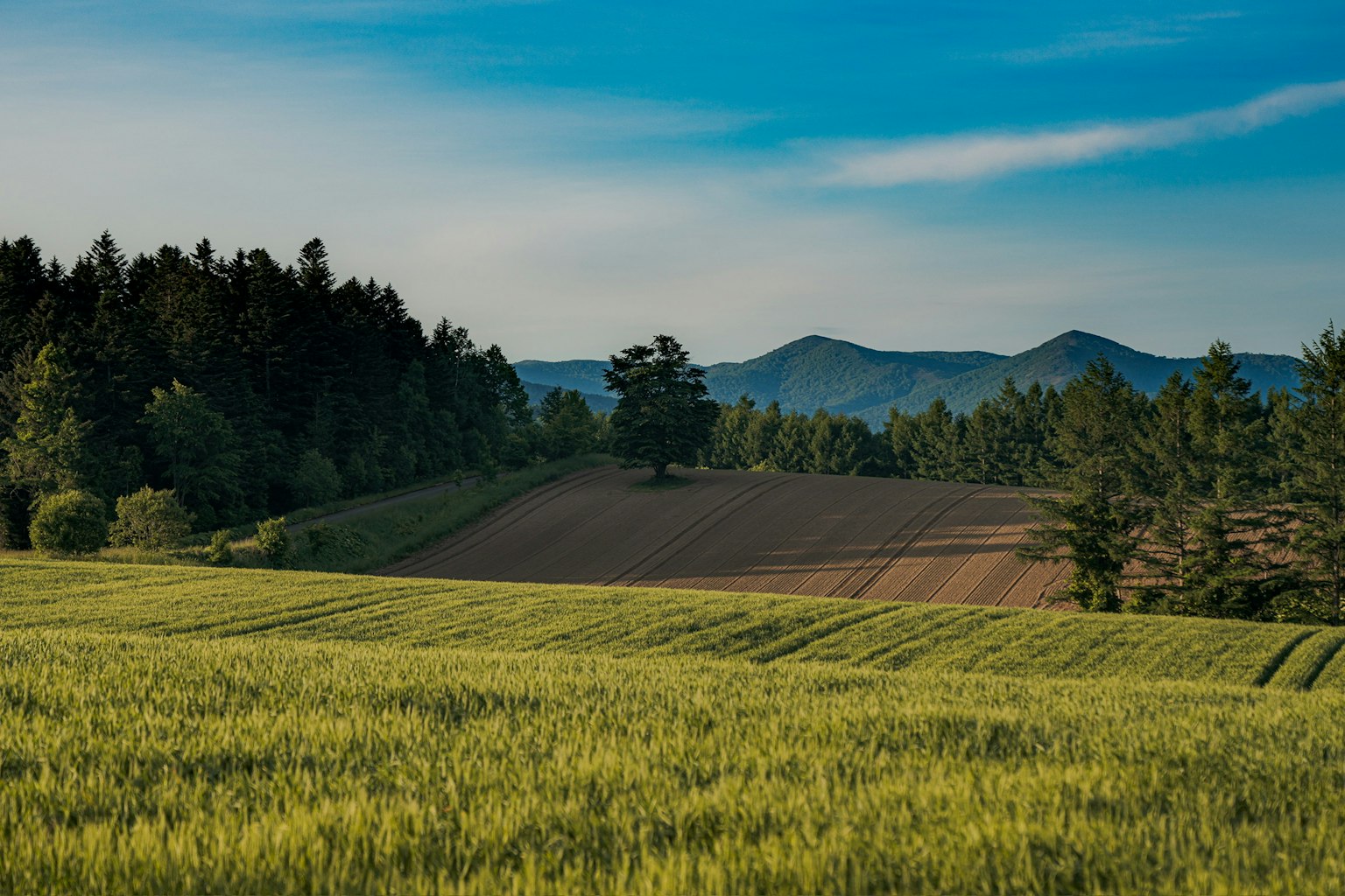 Weite Landwirtschaft mit grünen Pflanzen und Bergen im Hintergrund