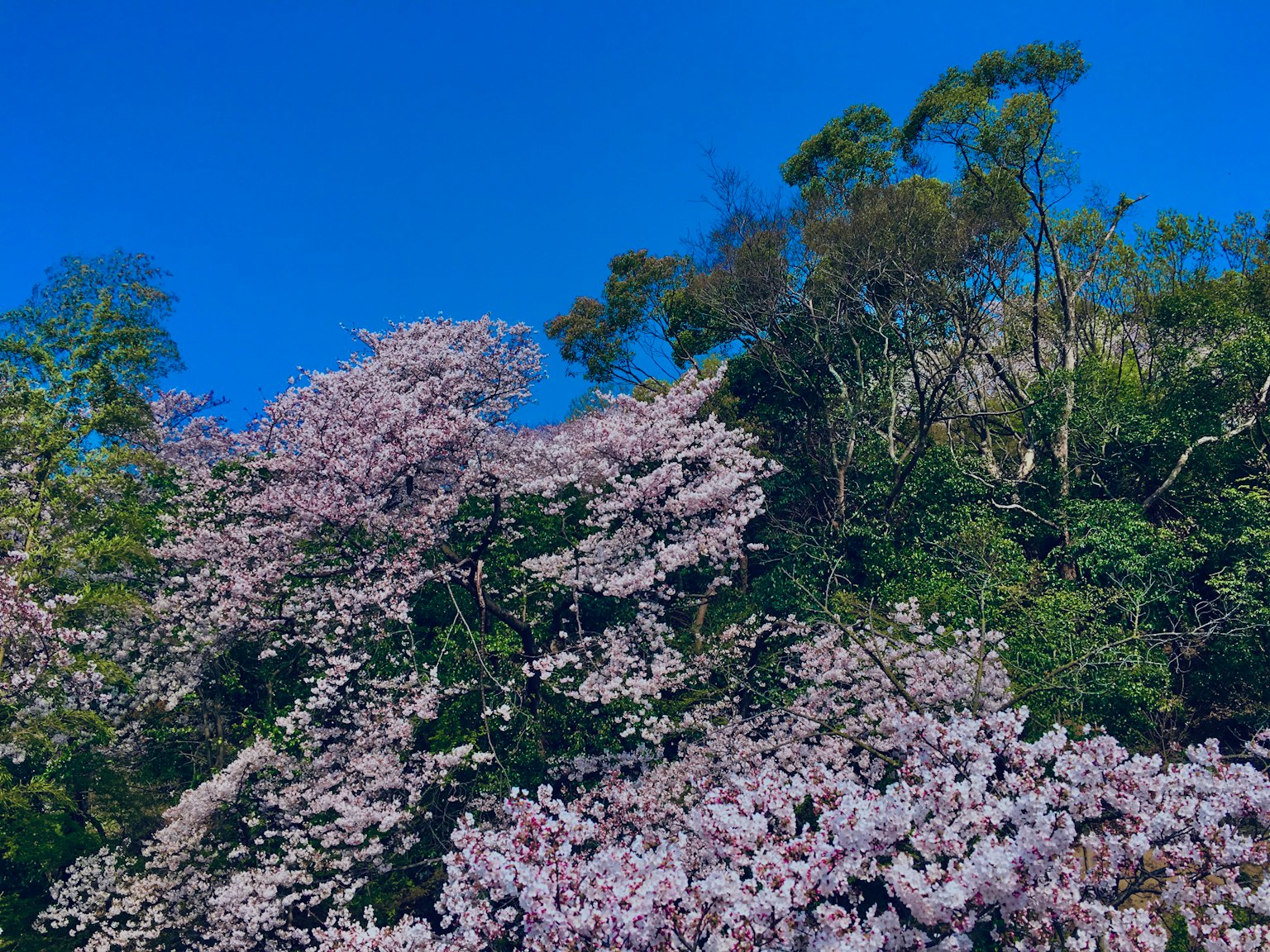 Árboles de cerezo en plena floración bajo un cielo azul claro