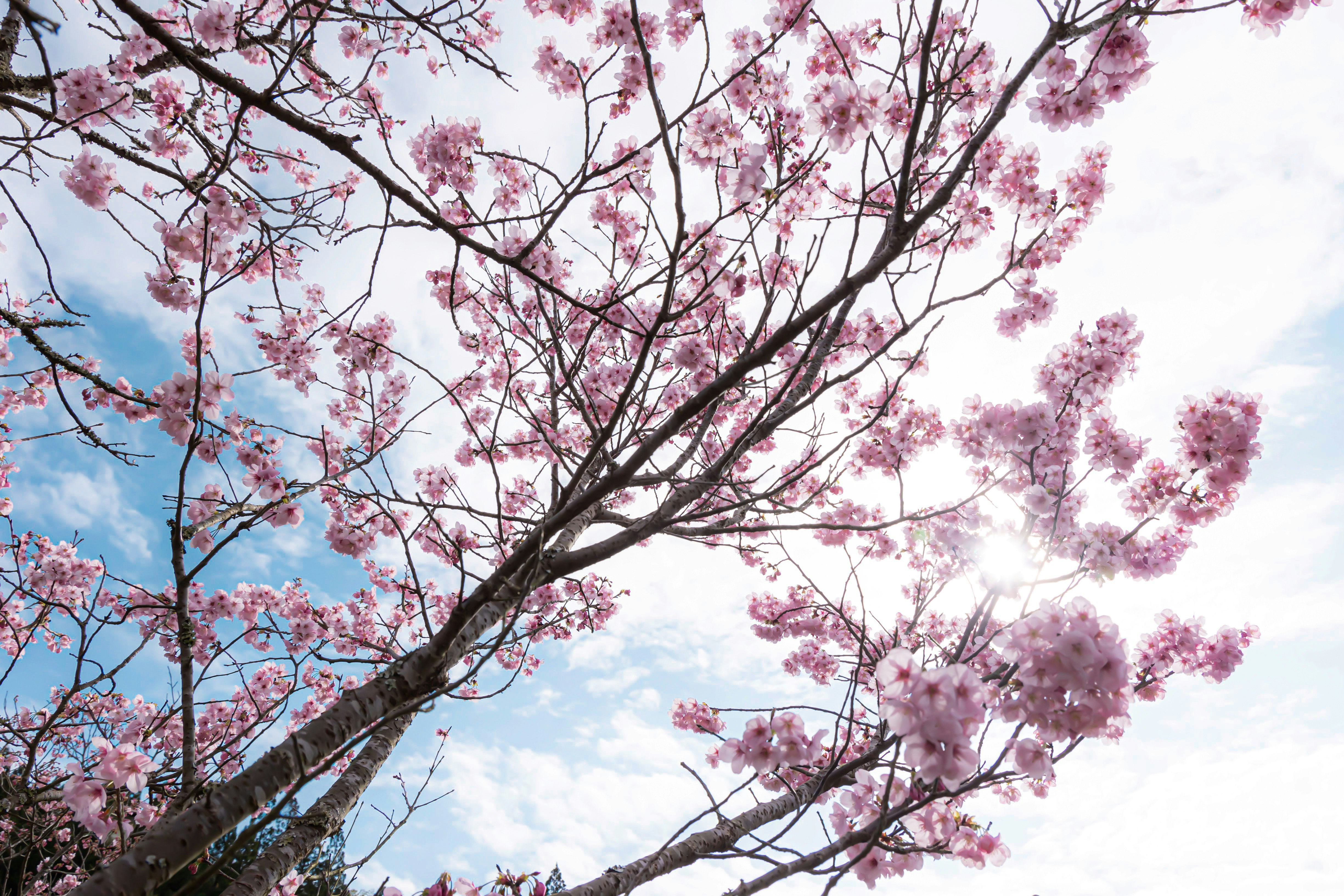 満開の桜の花が咲く枝と青空