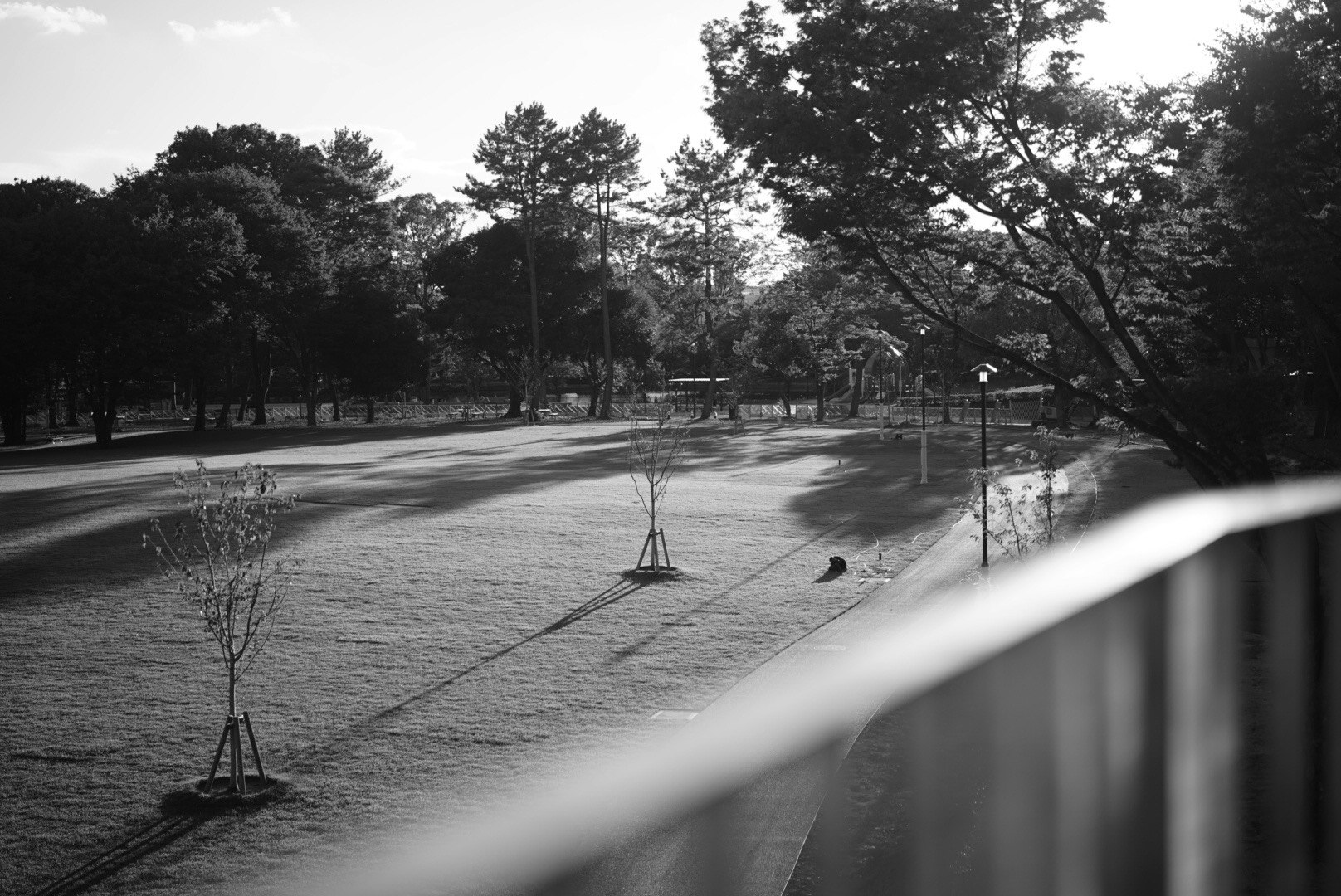 公園の芝生と並木のある静かな散歩道