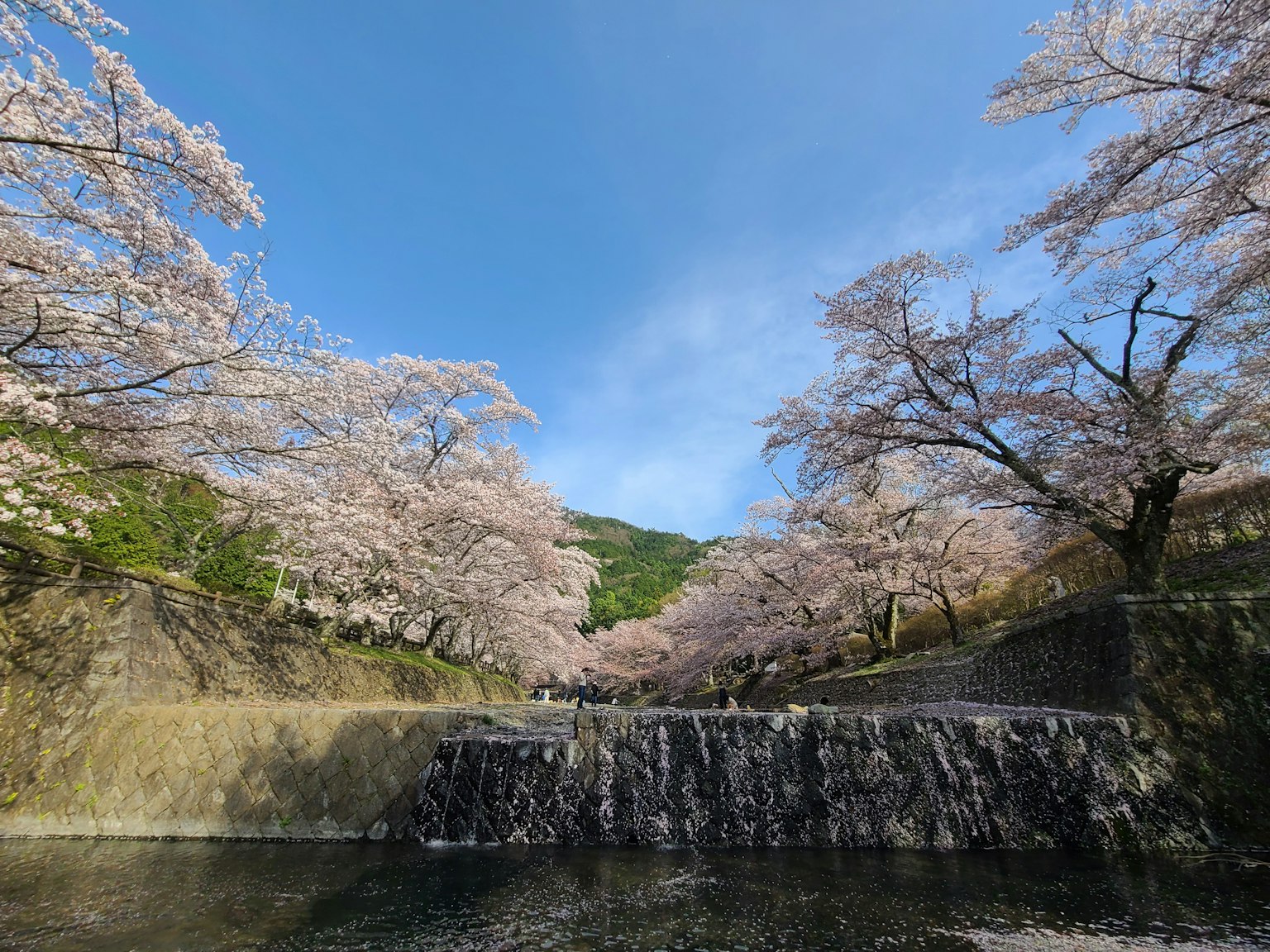 美麗的櫻花樹和流動水的風景