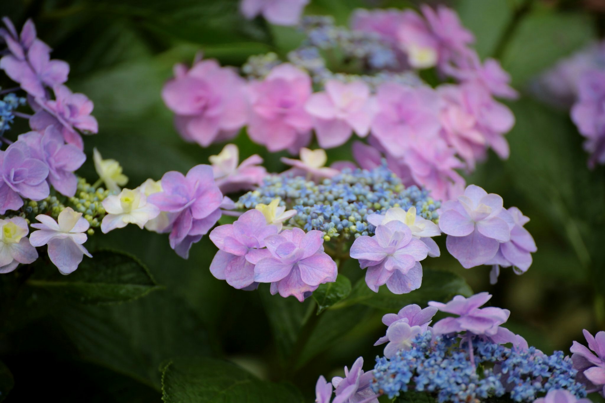 紫とピンクのアジサイの花が咲き並ぶ庭の花壇