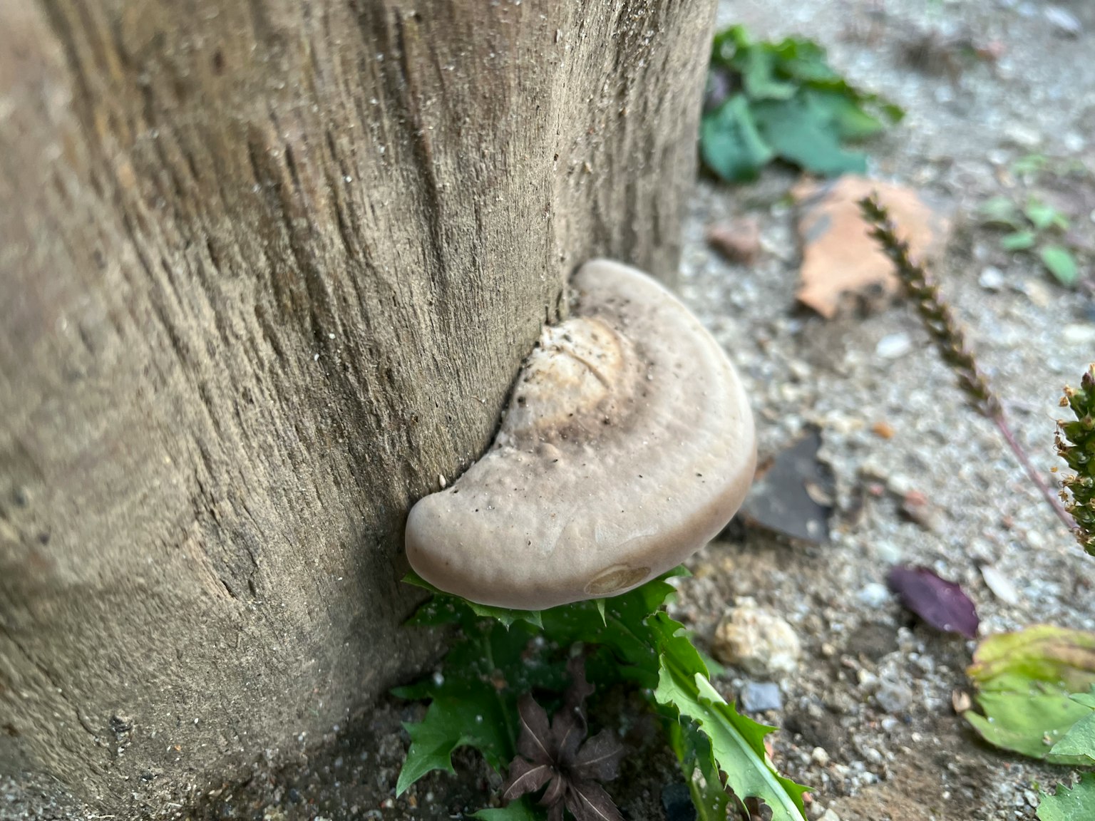 灰色蘑菇生长在树干旁边，周围有绿色叶子