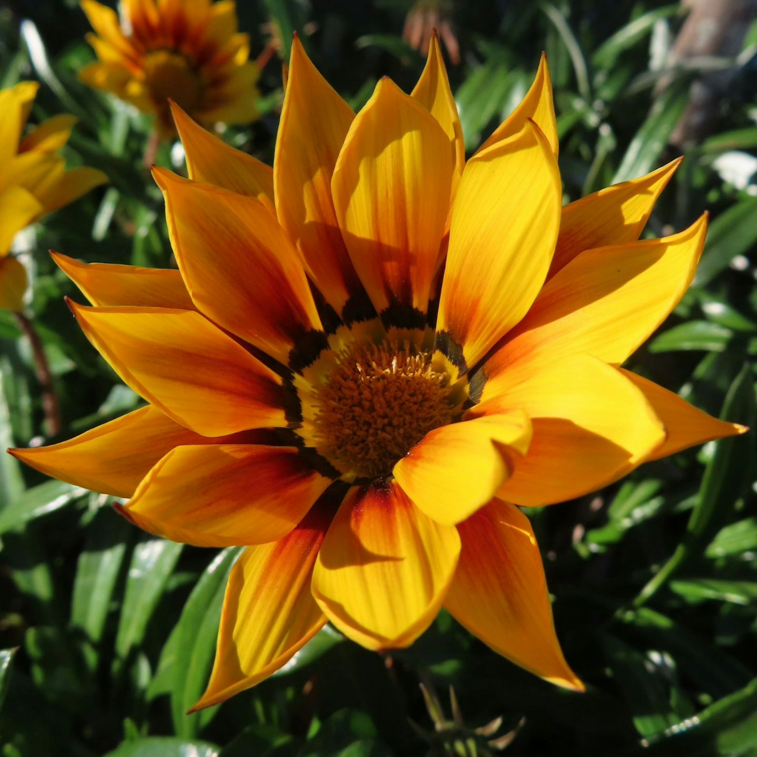 Fleur de gazania vibrante jaune et orange en pleine floraison