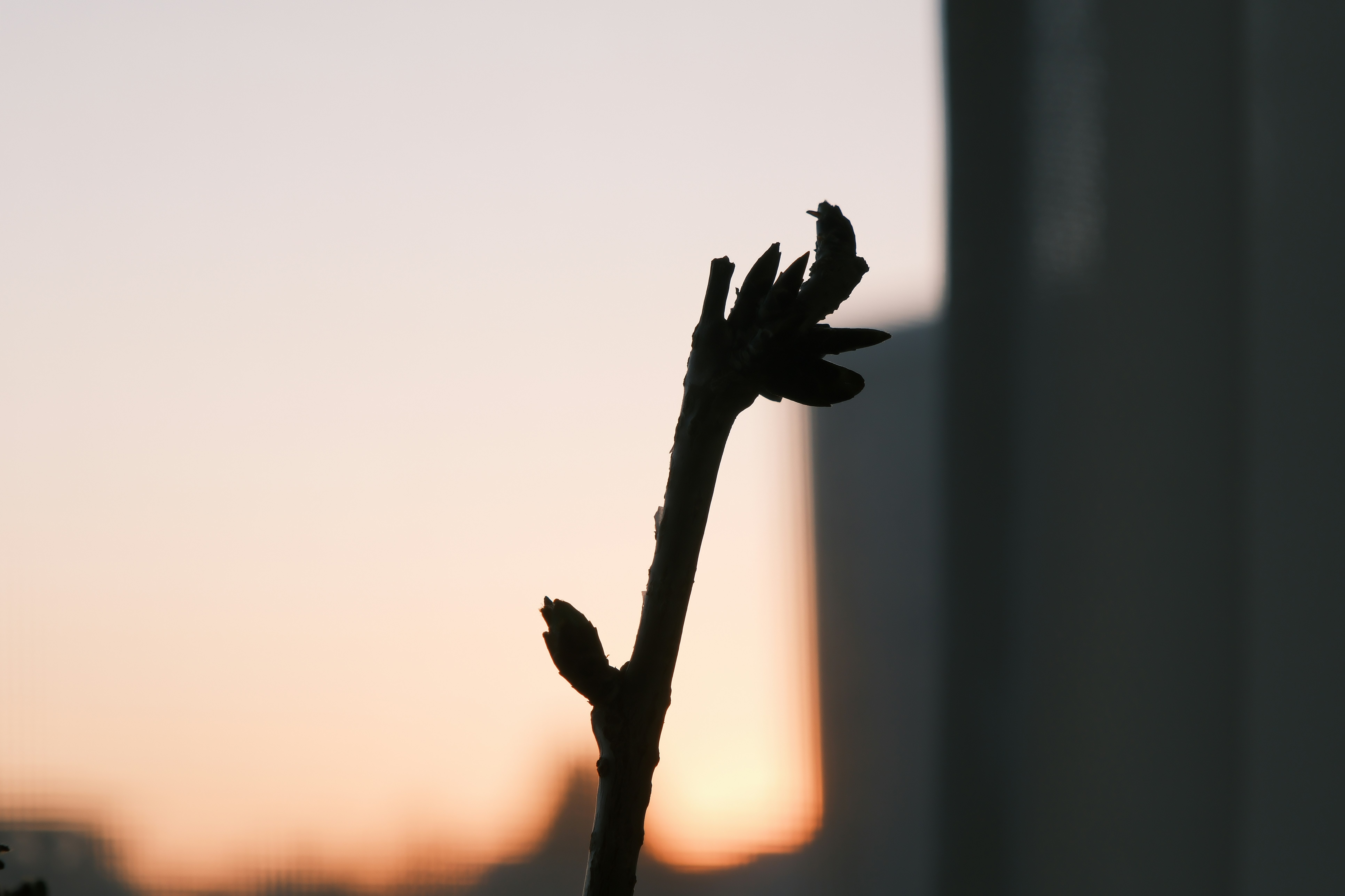 Backlit withered branches at sunset
