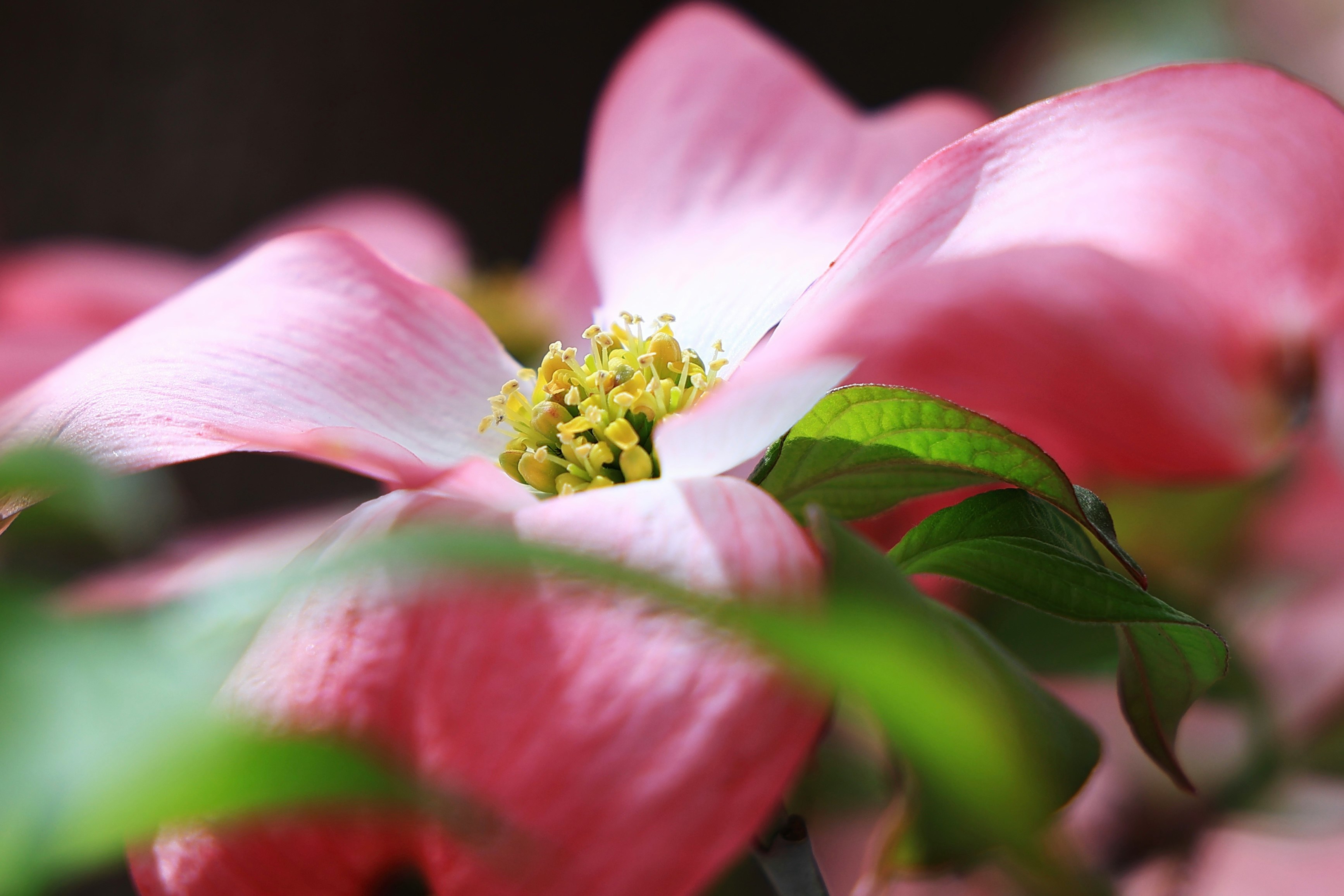 ảnh cận cảnh hoa hanamizuki (dogwood) tại công viên Tsurumi Ryokuchi, Công viên kỷ niệm Expo