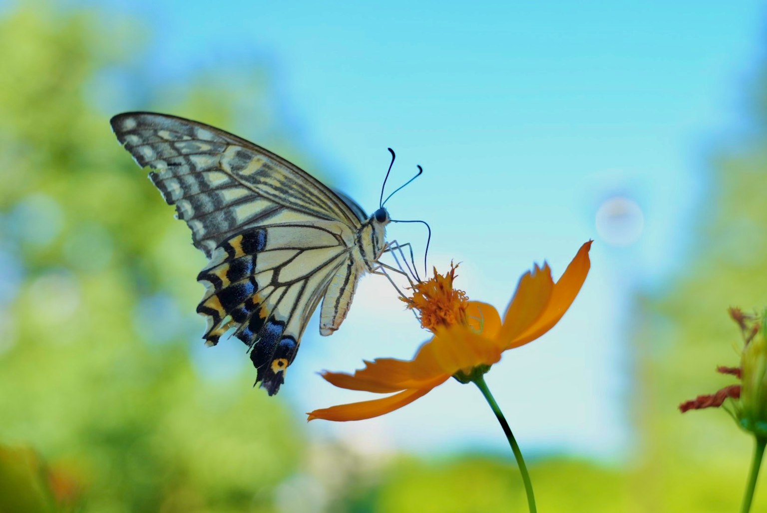 Bellissima farfalla posata su un fiore arancione contro un cielo blu