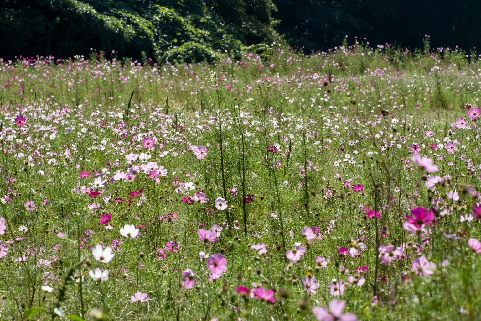 Fiori di cosmos vibranti che sbocciano in un prato verdeggiante