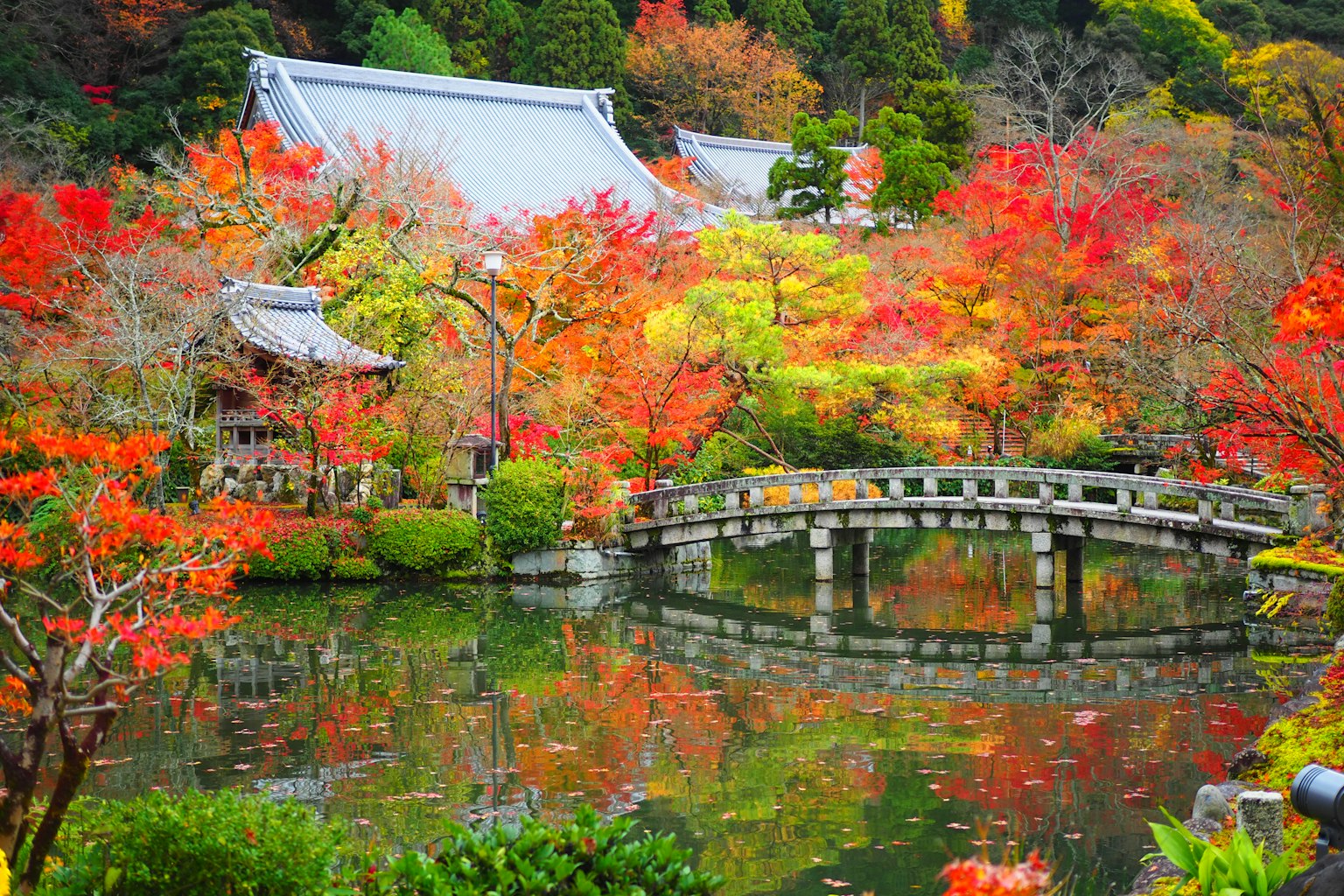 Bellissimo giardino giapponese con fogliame autunnale vibrante e un ponte