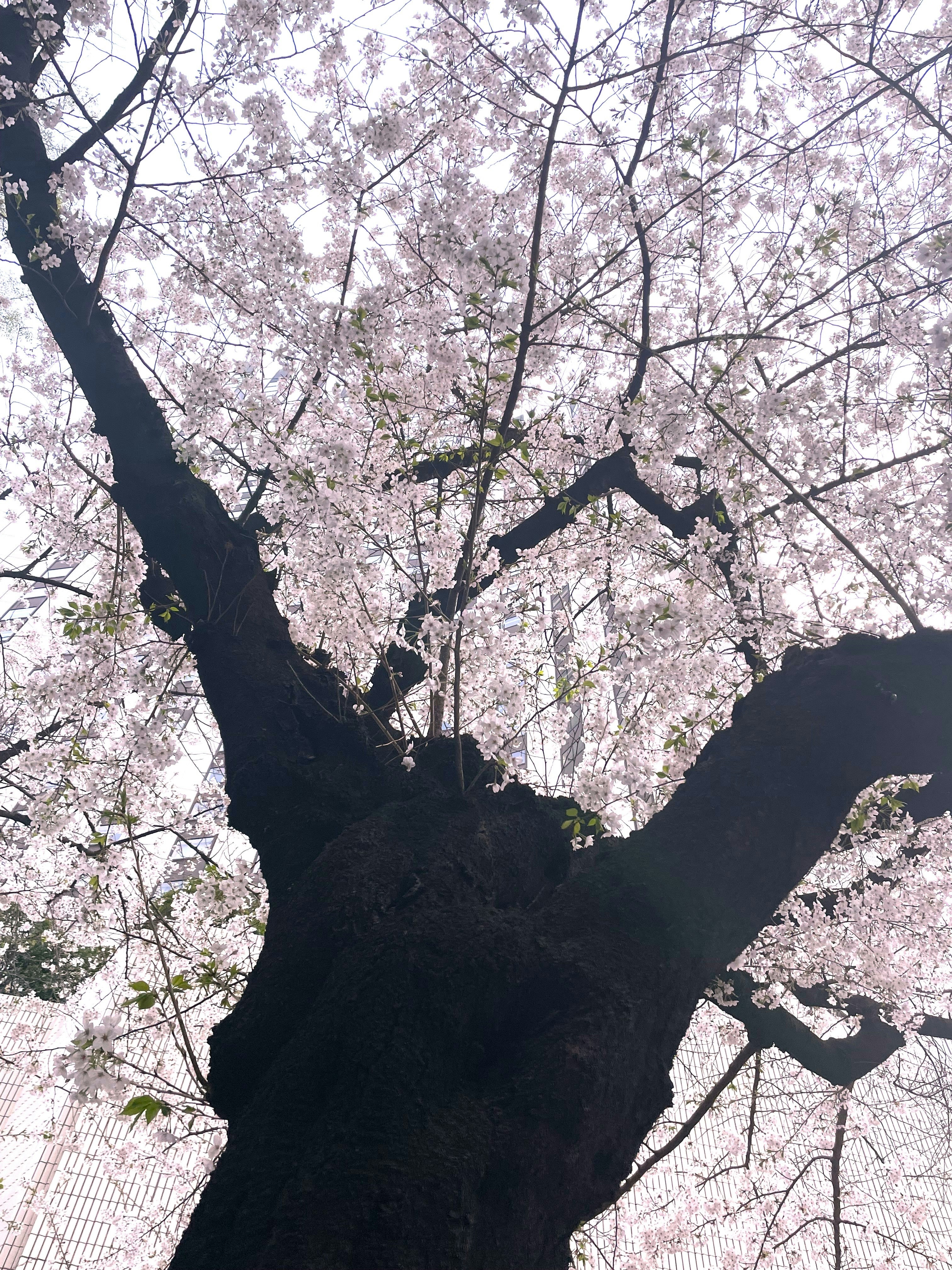 桜の花が咲く大きな枝ぶりの木