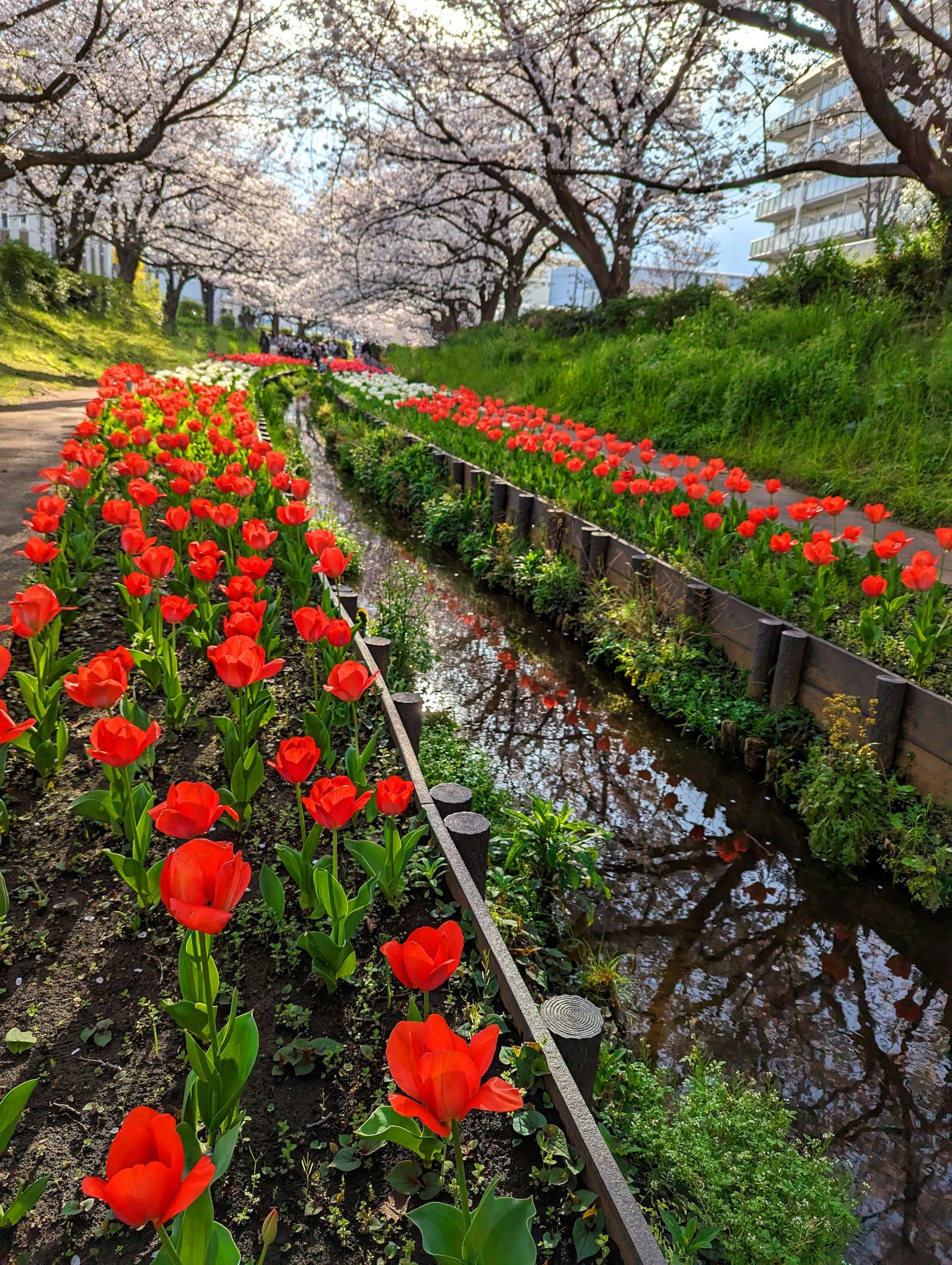 Jalan yang dipenuhi tulip merah cerah dan pohon sakura