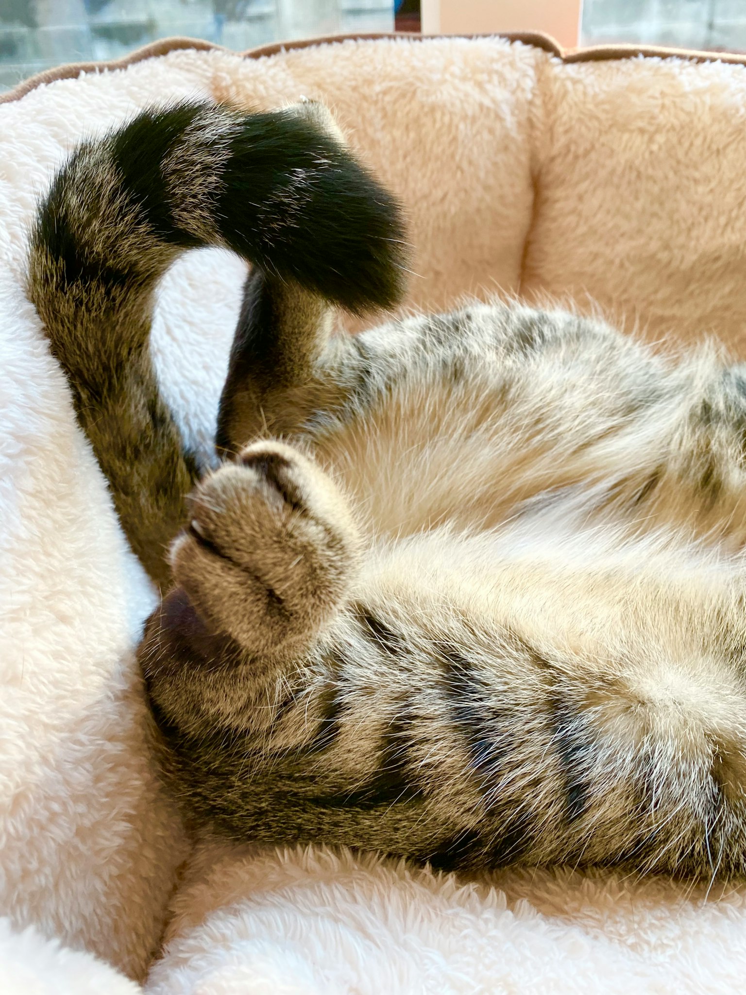 Une patte et une queue de chat reposant sur un lit moelleux