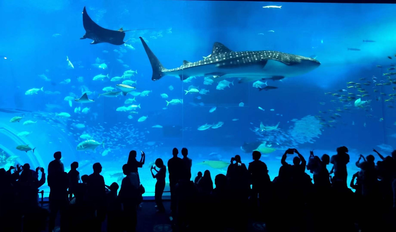 Silhouettes of visitors in front of a large aquarium tank with a swimming shark and manta rays