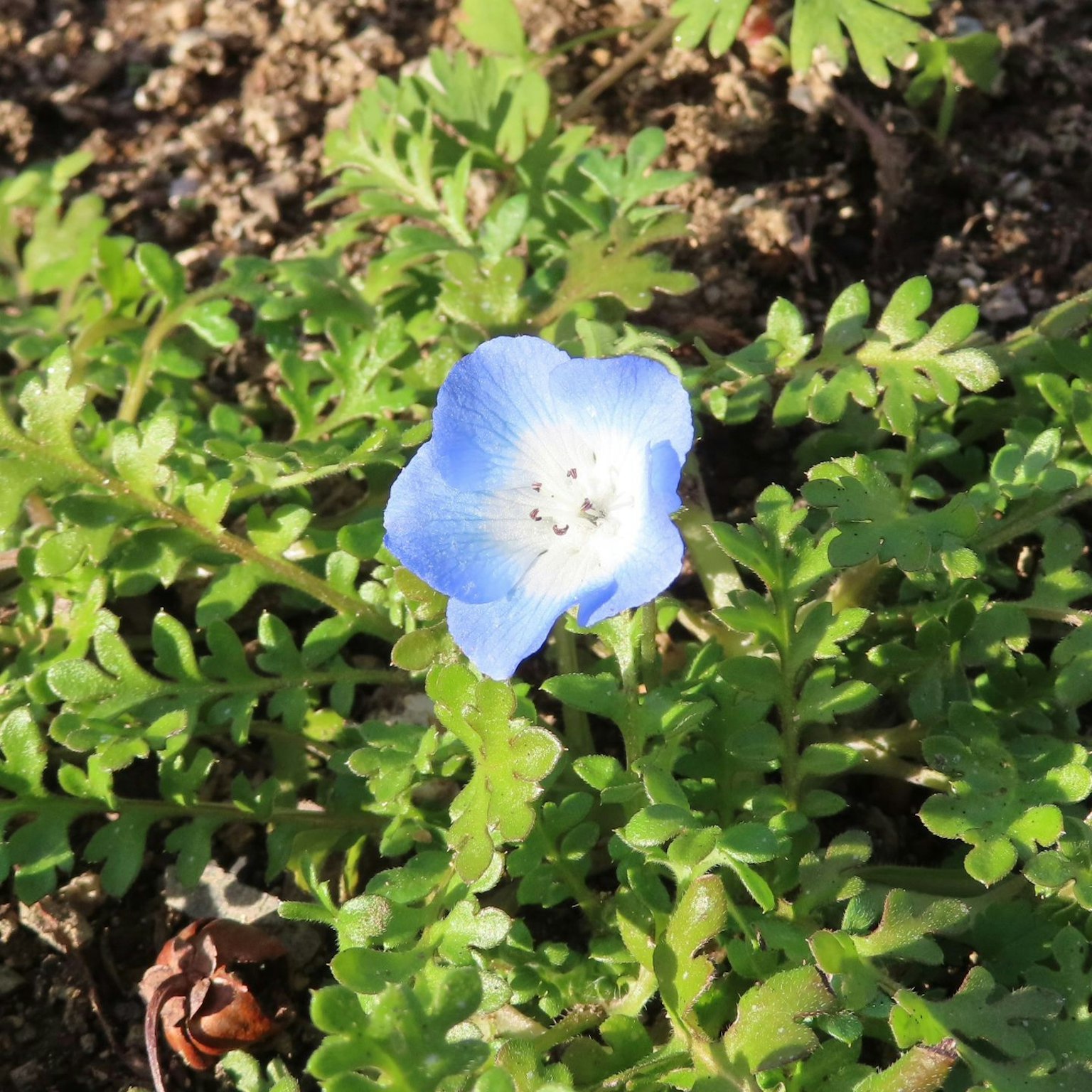 Gros plan d'une fleur bleue avec des feuilles vertes
