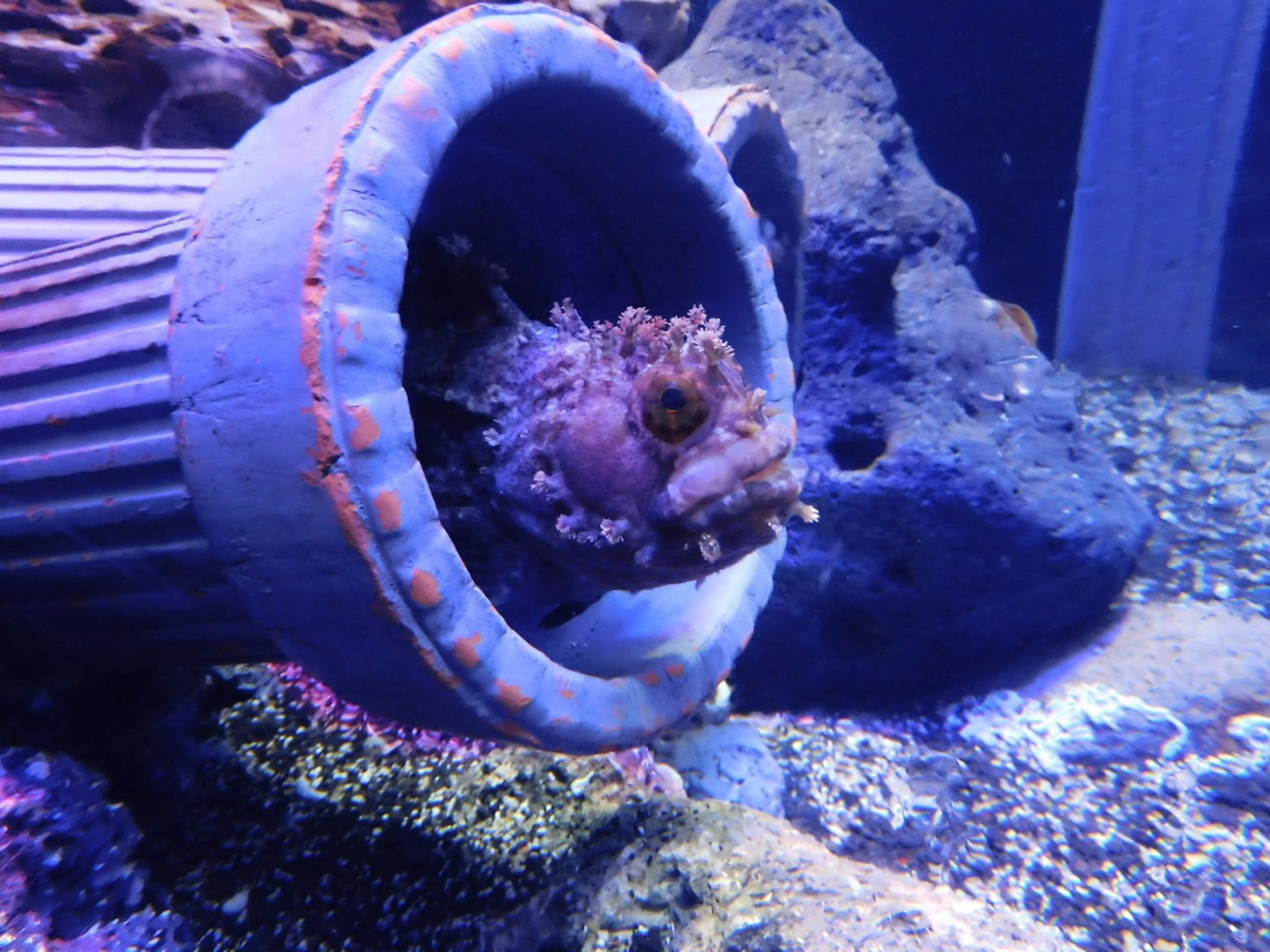 Ein Fisch, der aus einem Rohr in einem Aquarium schaut