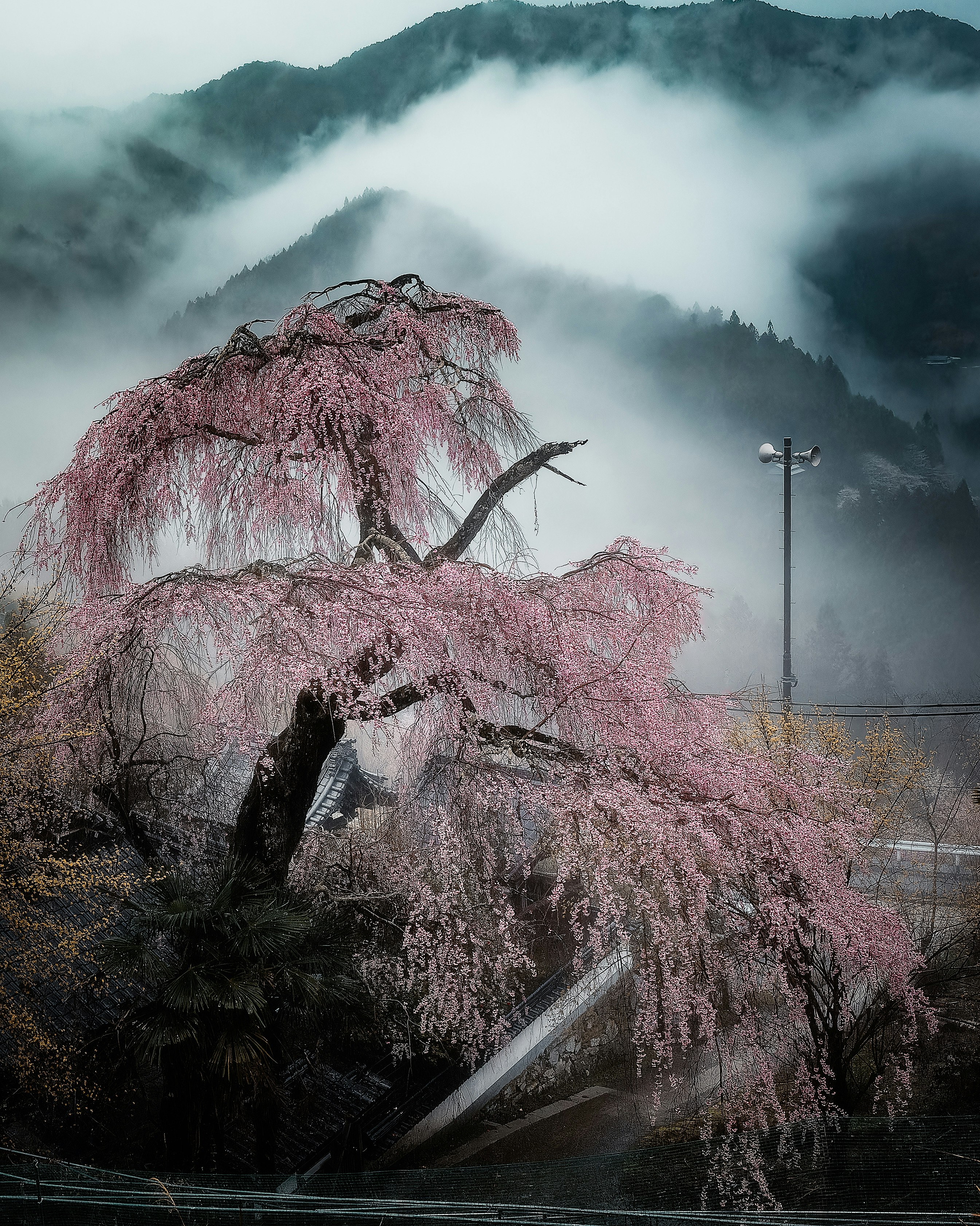 Cherry blossom branches over misty mountain ridges and stone steps