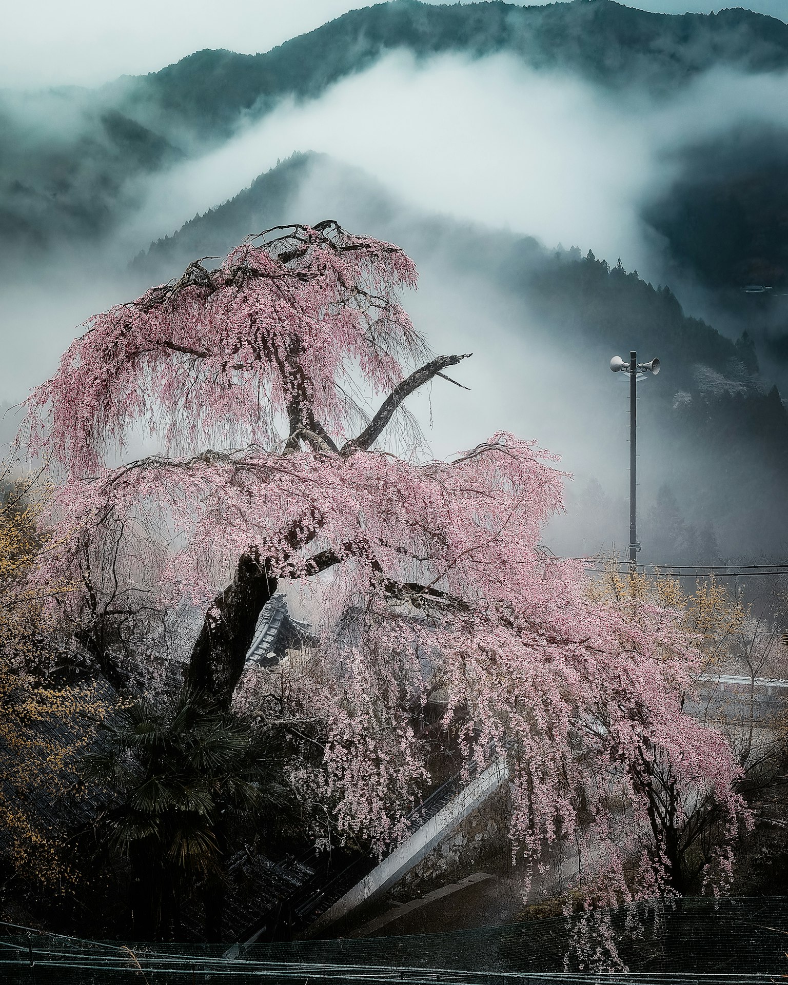 一棵美丽的樱花树，粉色花朵映衬着雾蒙蒙的山脉