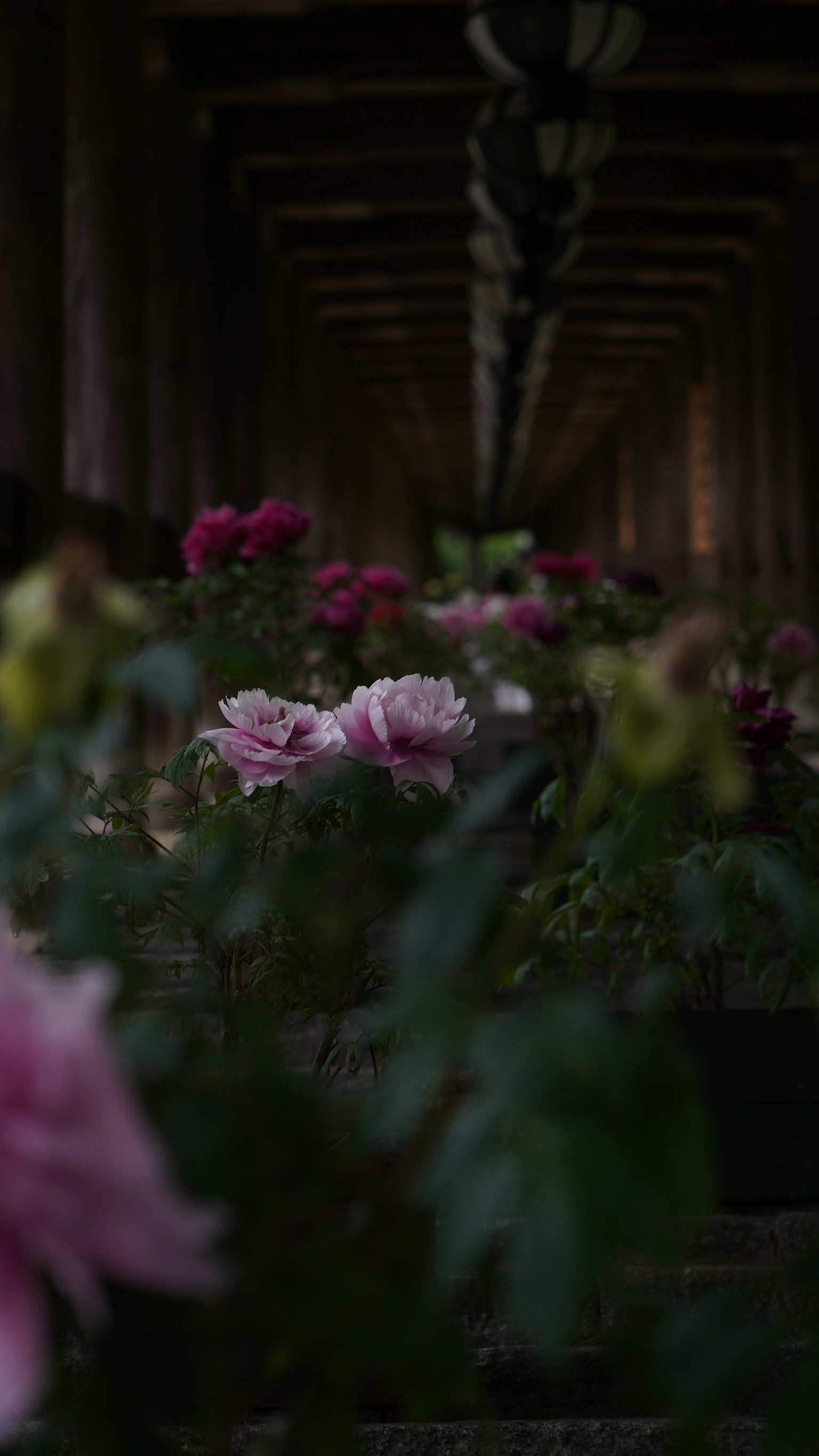 Una bella scena di rose colorate in un giardino