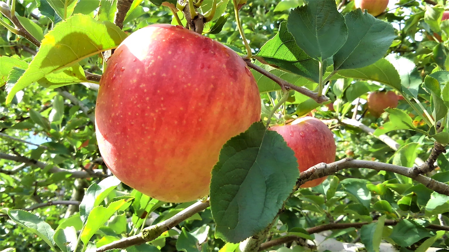 Una manzana roja colgando de una rama de árbol