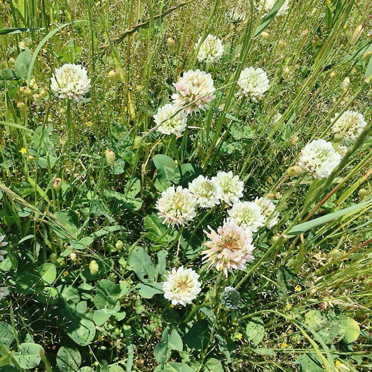 A lush green field filled with white clover flowers