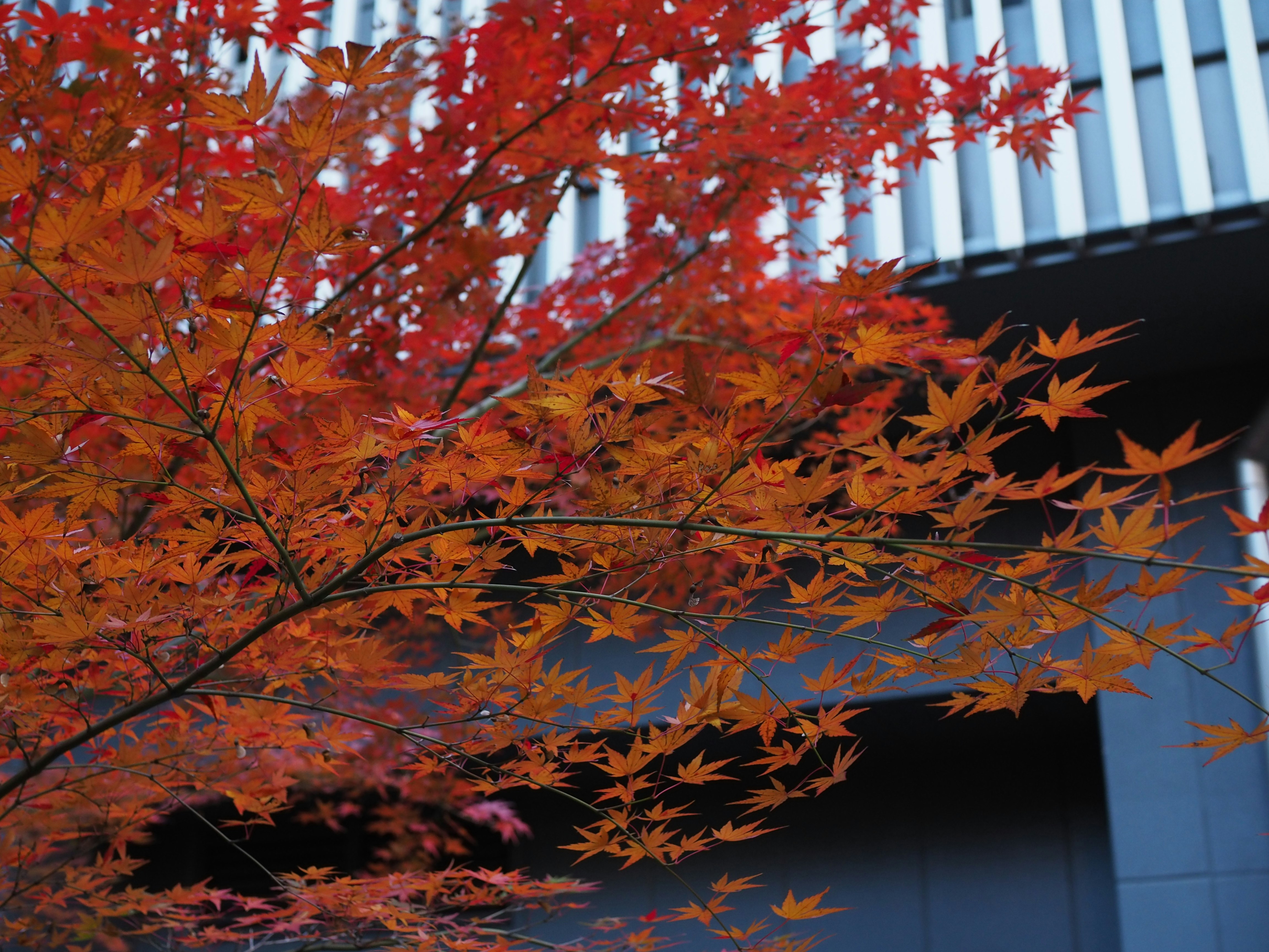 赤や橙の紅葉が建物の前に広がる秋の風景